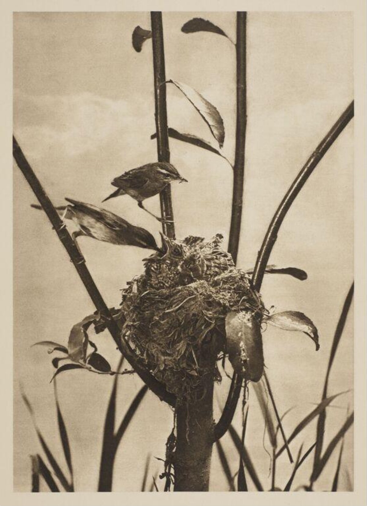 Two Birds Feeding Chicks at Nest