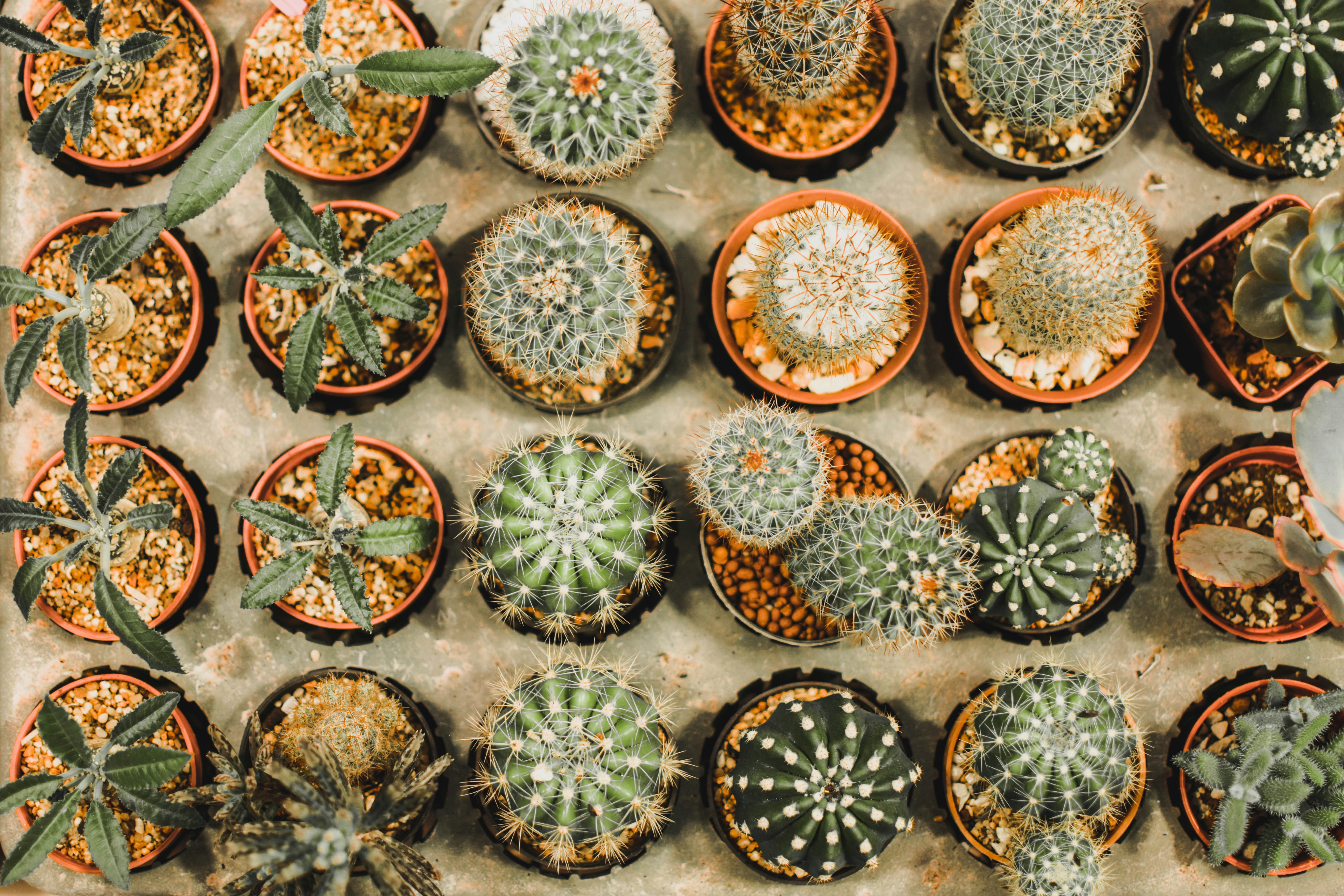 Collection of Potted Cacti and Succulents