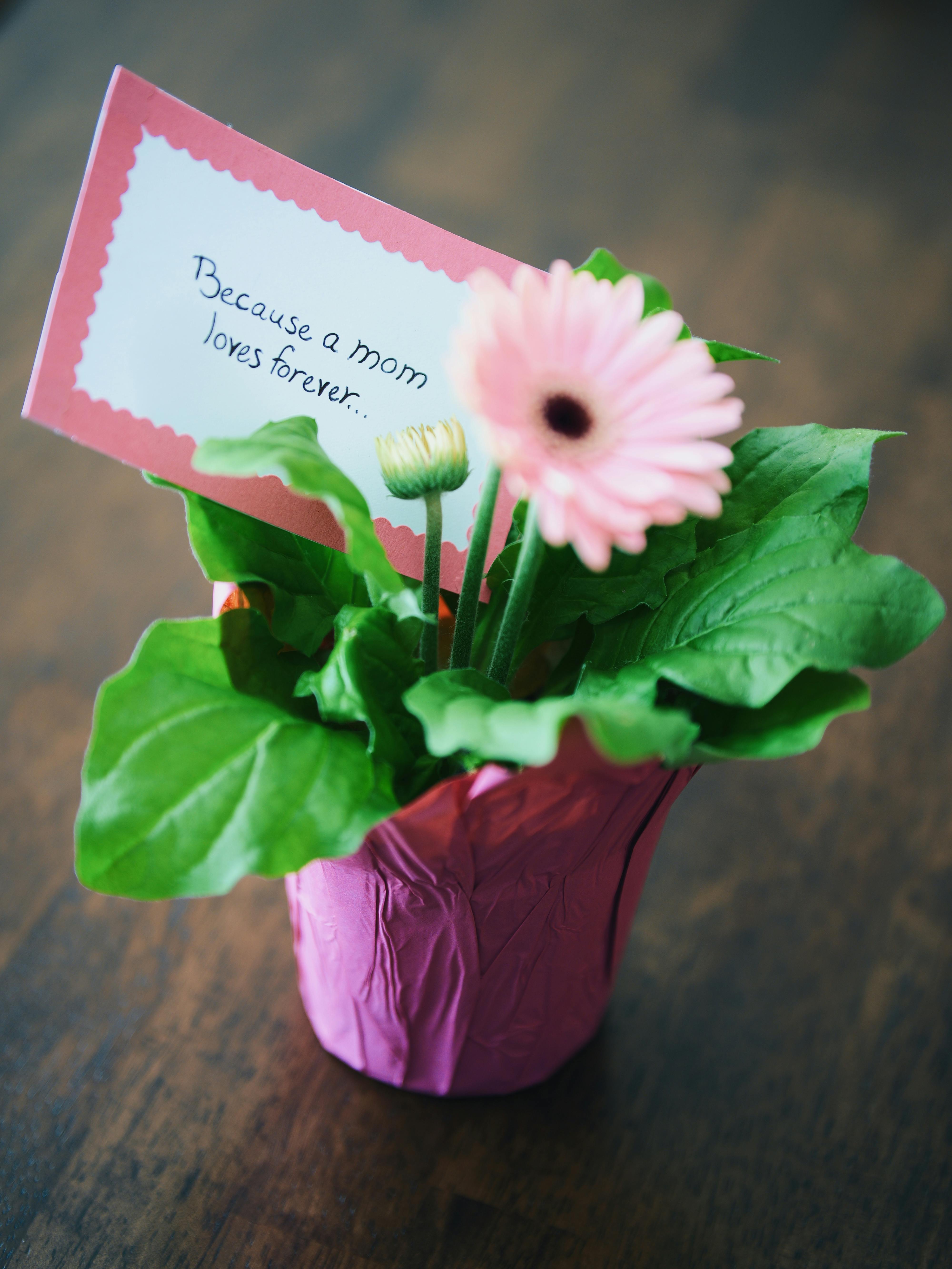 Mother's Day Flower Gift