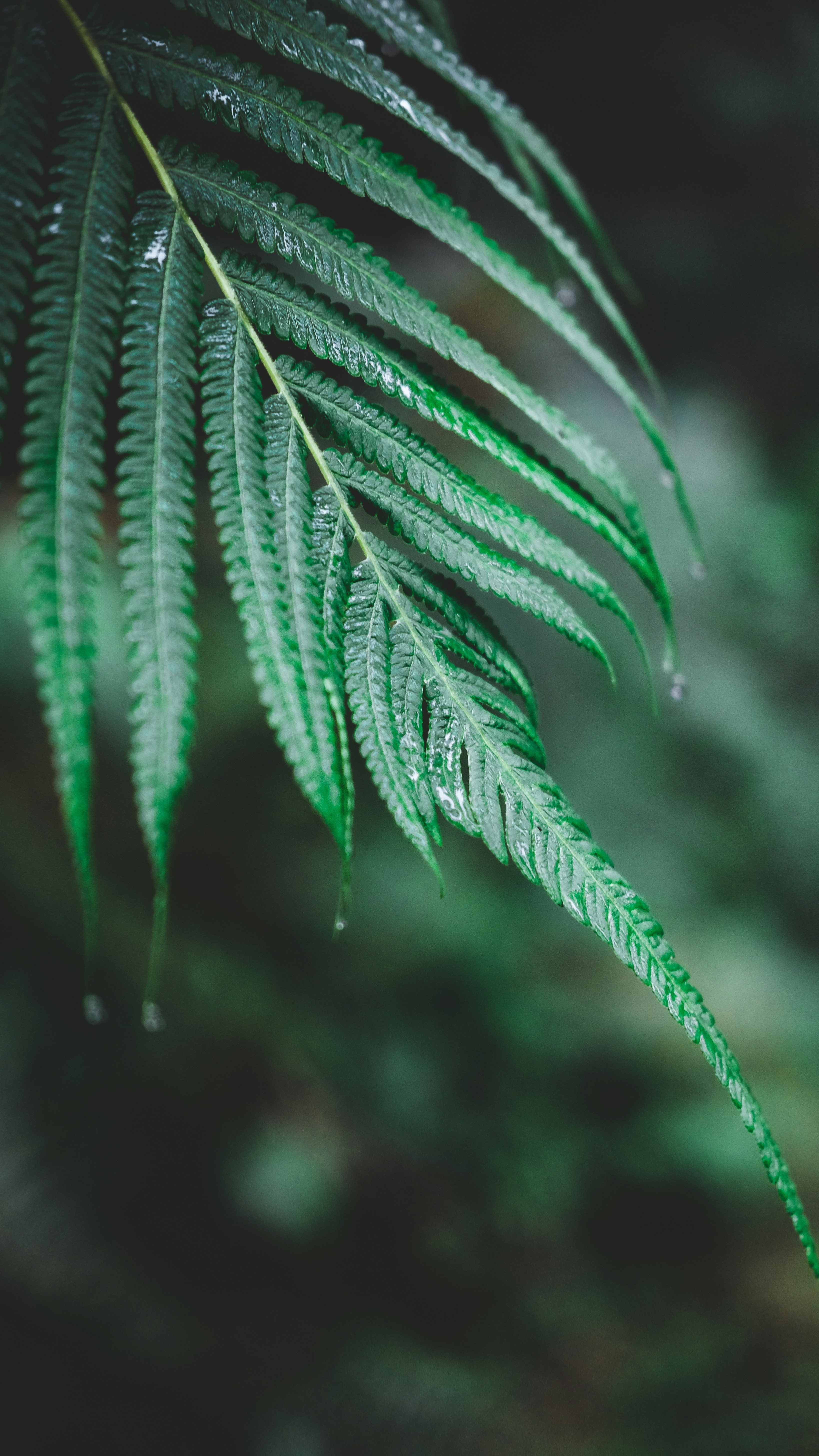 Wet Fern Fronds After Rain