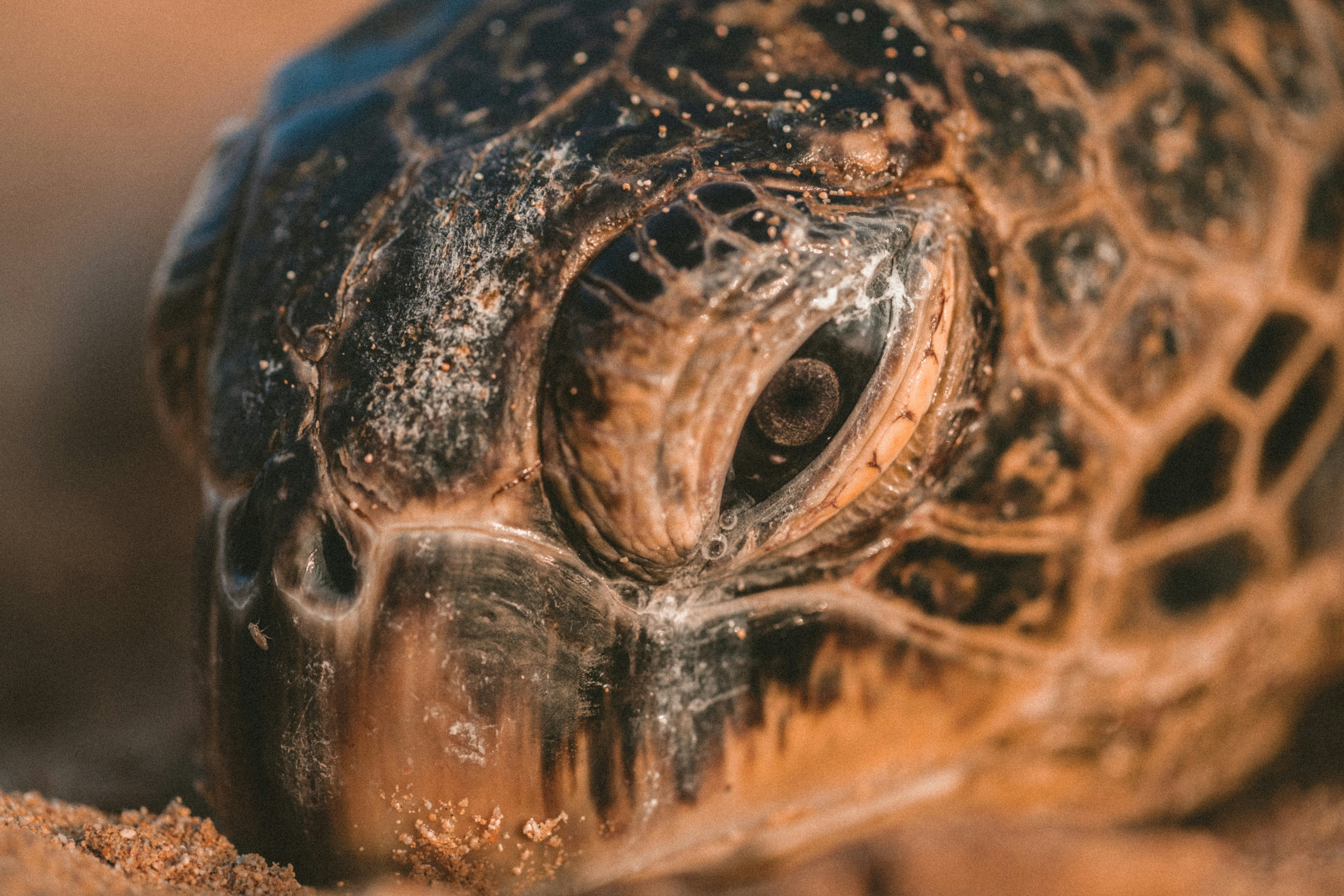 Close-up of Sea Turtle Head