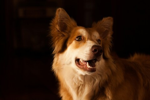 Ginger and White Fluffy Dog Portrait