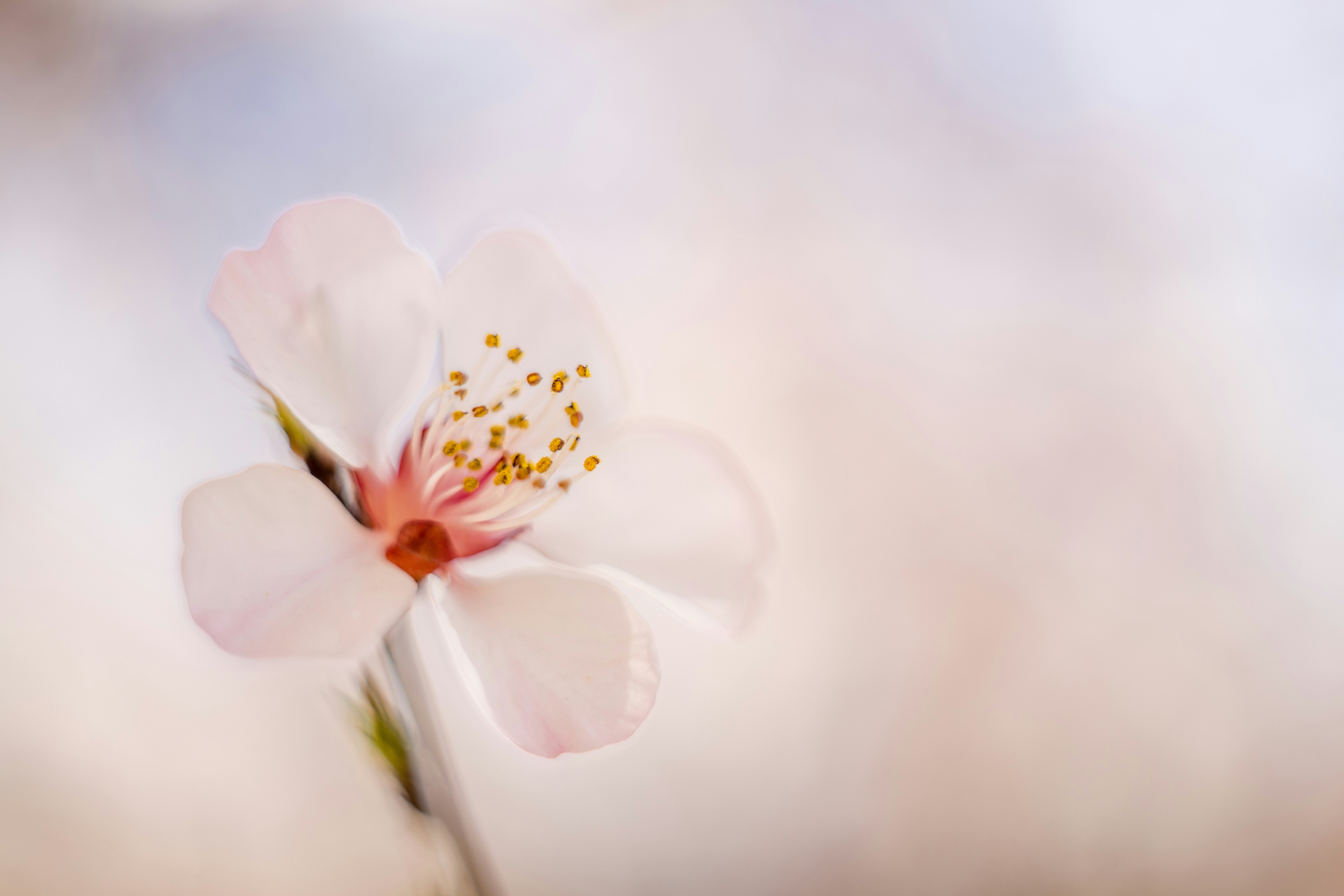 Close-up of Peach Blossom
