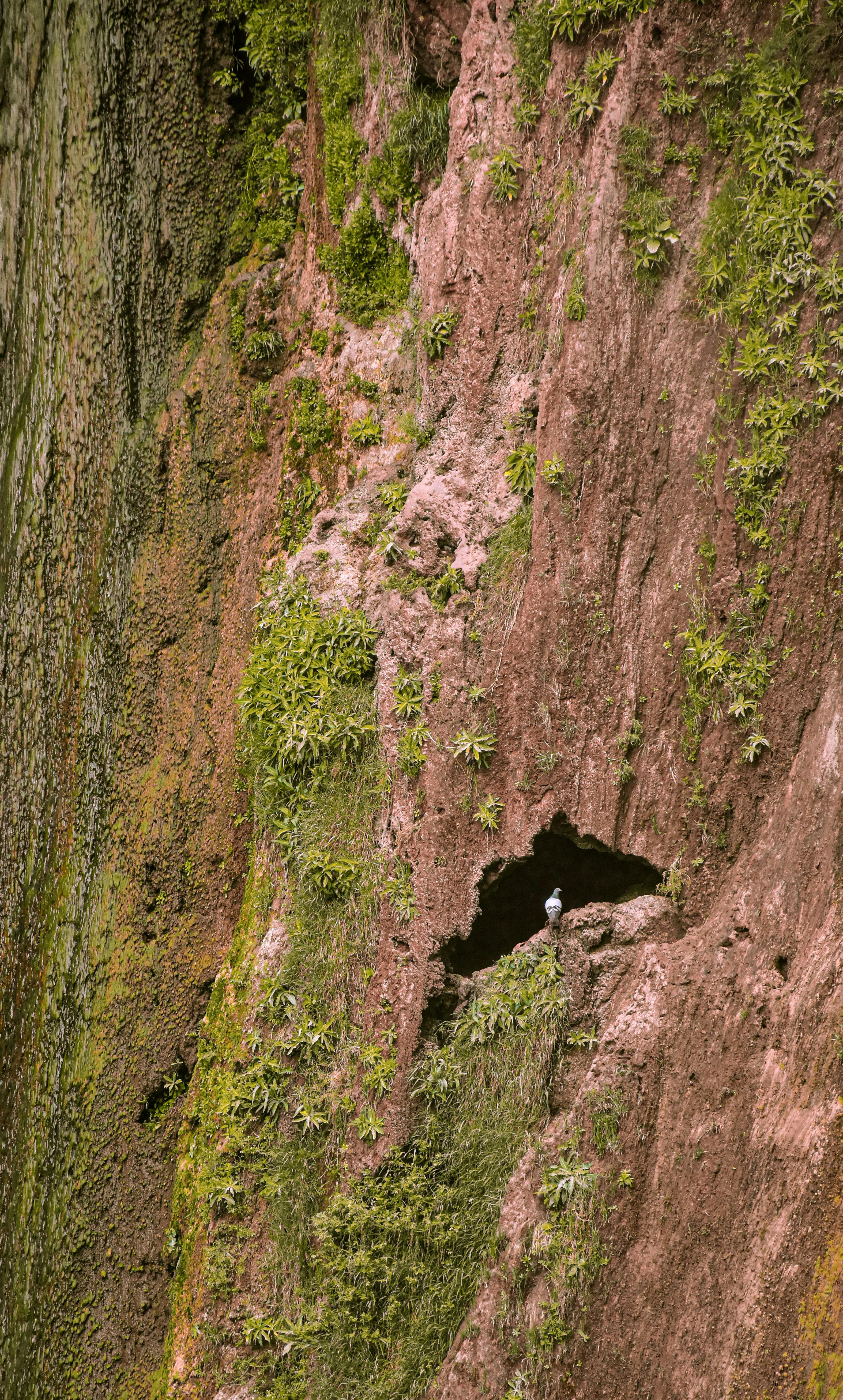 Steep Cliff Face With Perched Bird