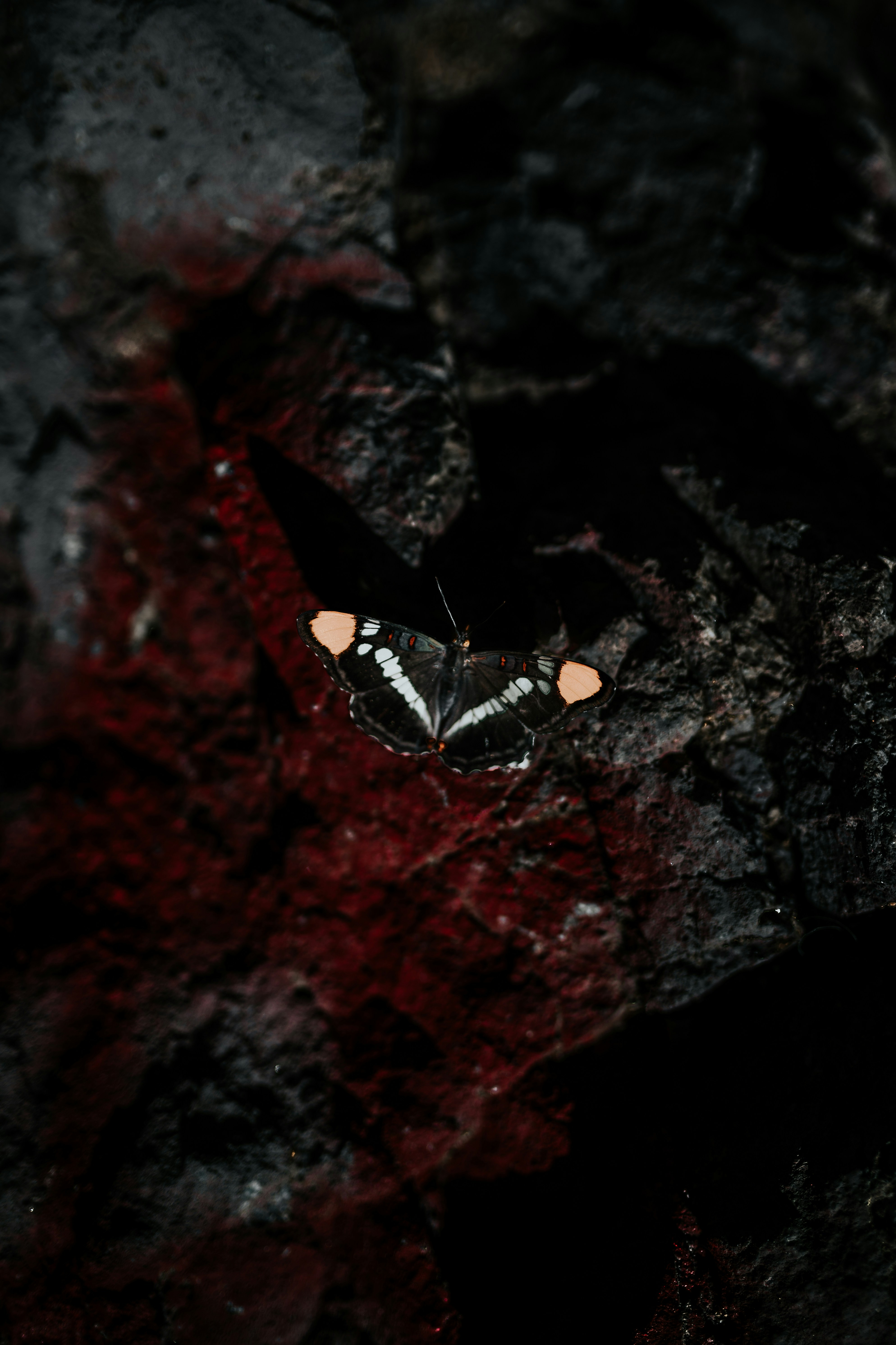 Butterfly Resting on Dark Red Rock