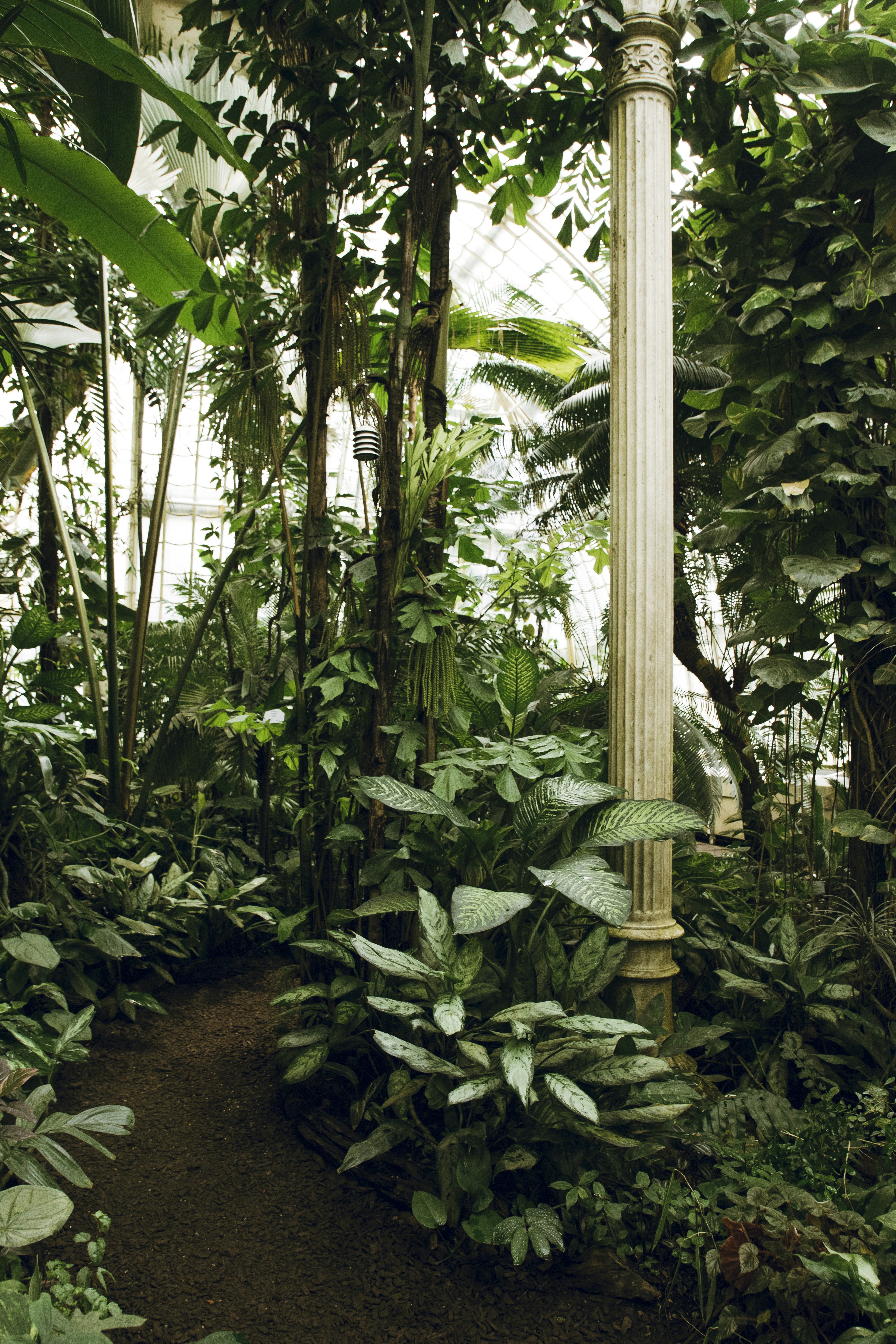 Lush Tropical Plants in Glass Greenhouse