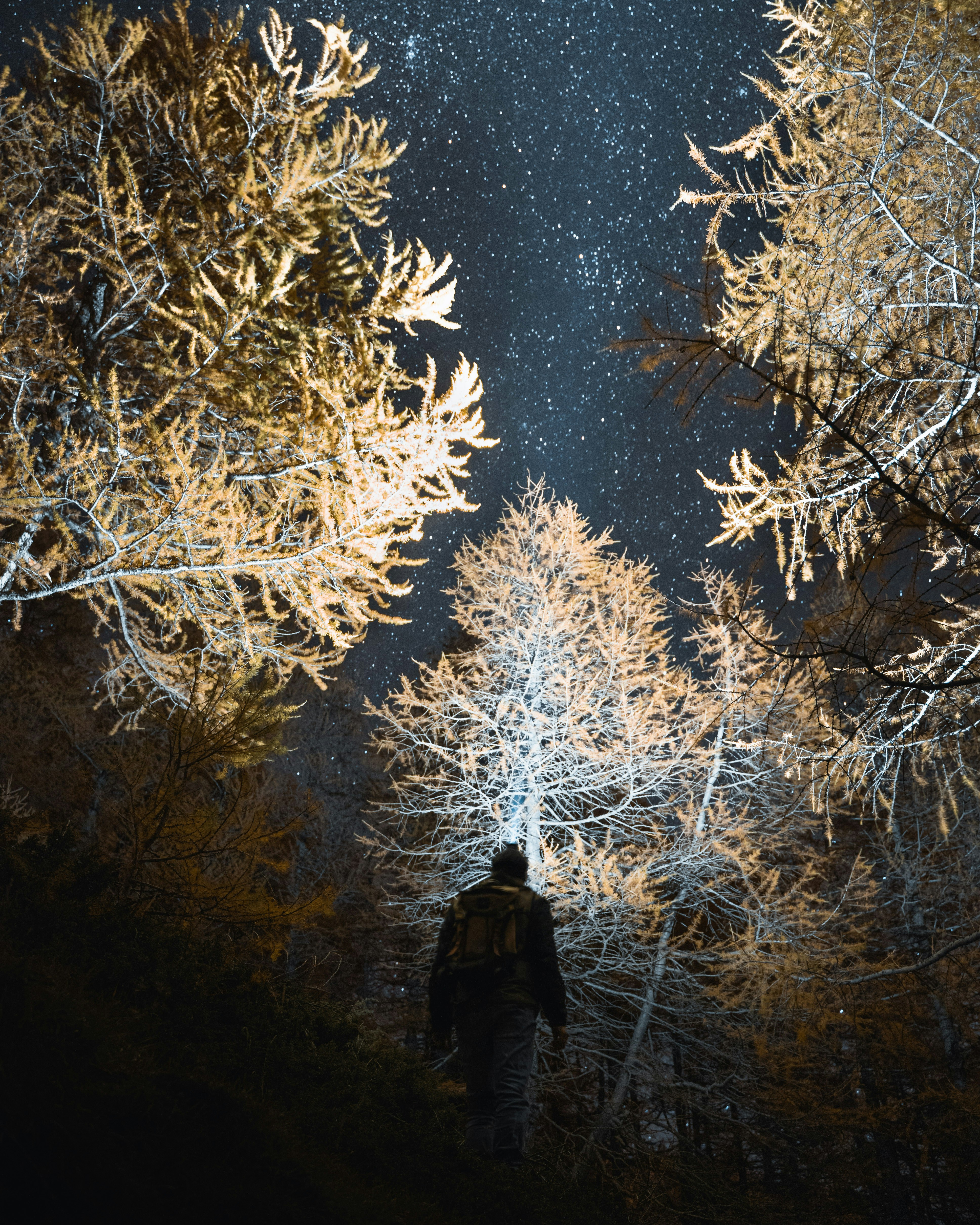 Hiker in Starry Night Forest