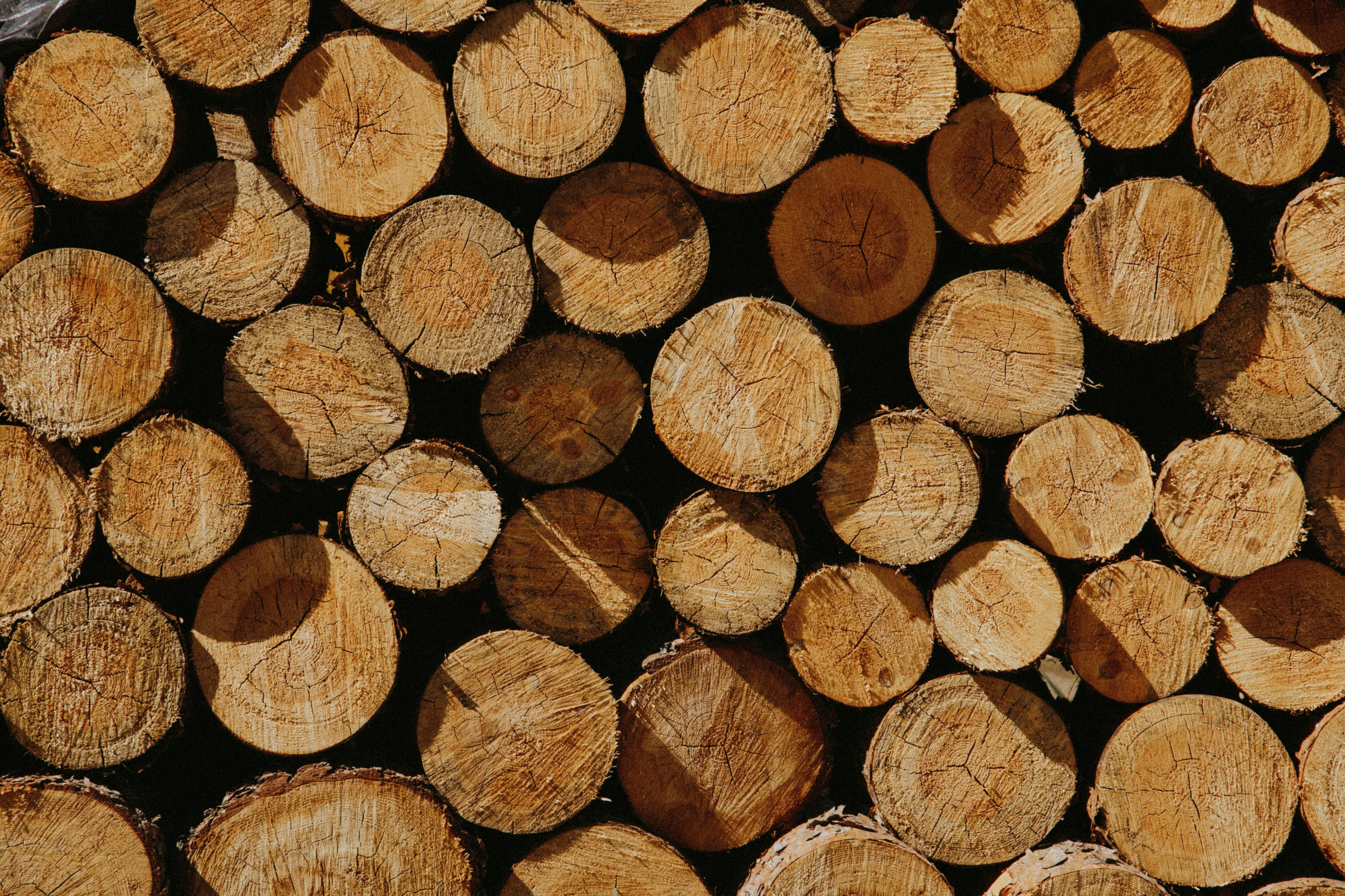 Stacked Cut Log Pile
