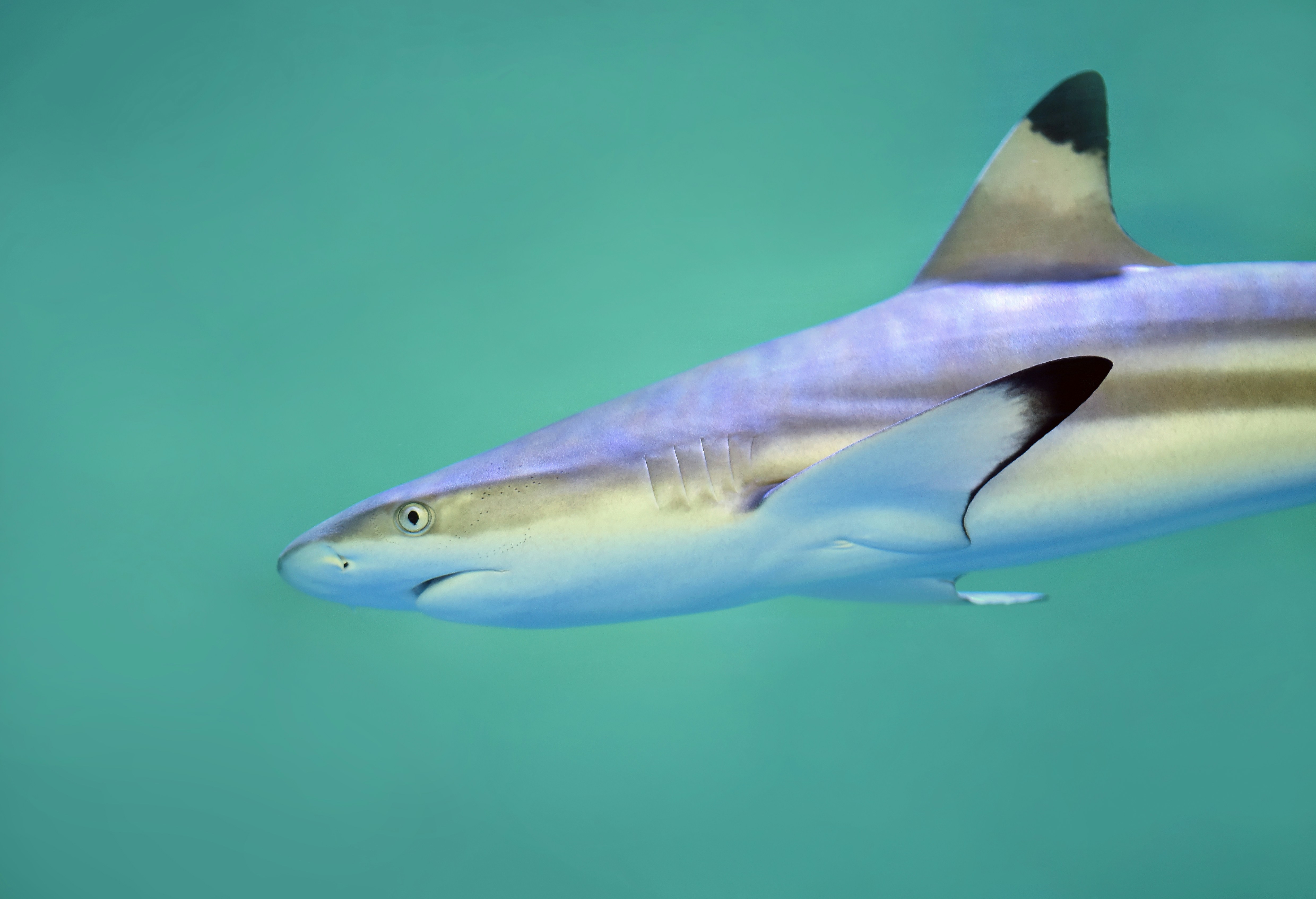 Blacktip Shark Swimming Underwater