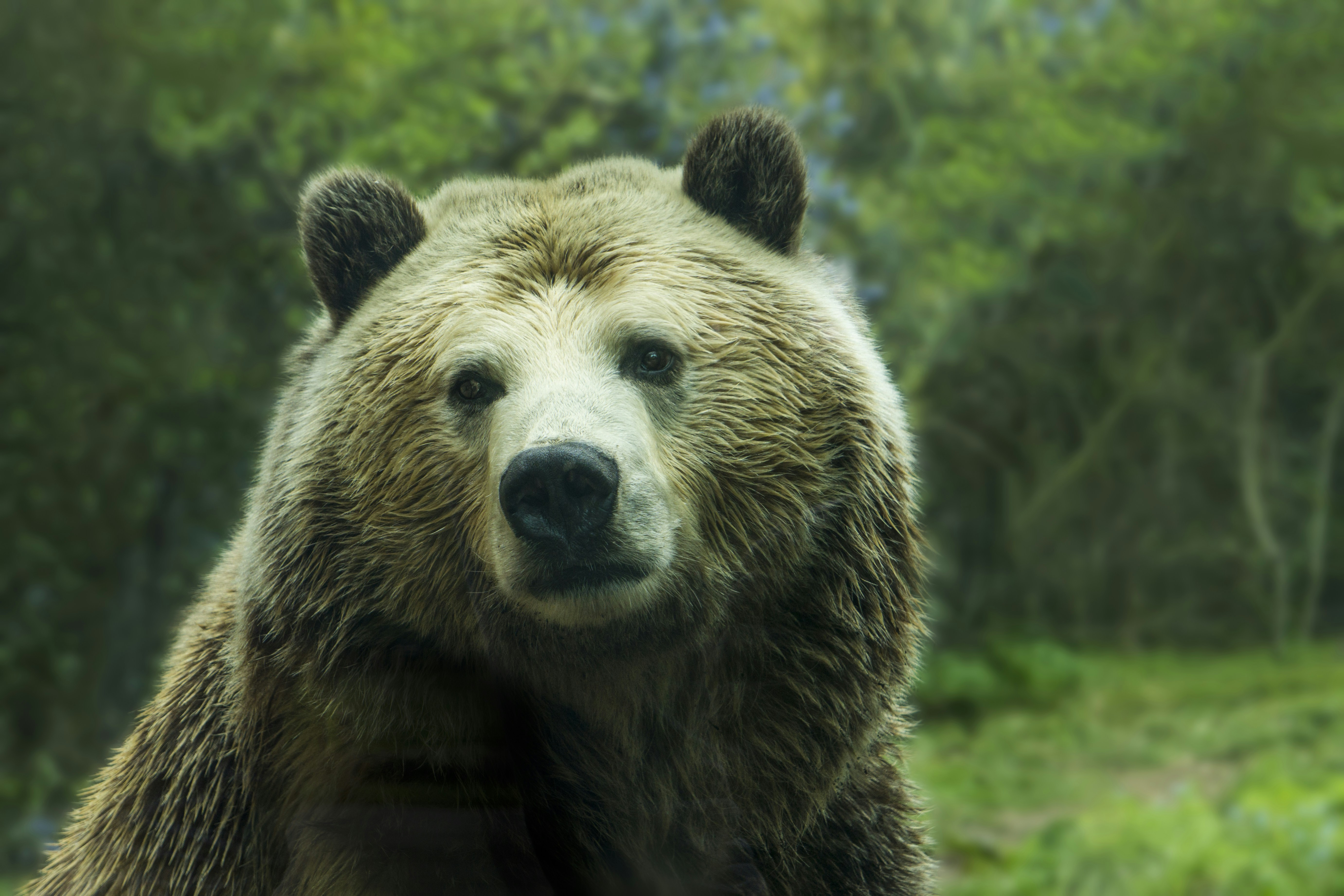 Portrait of a Brown Bear