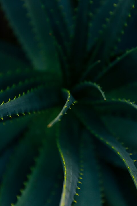 Close-up of Aloe Vera Leaves