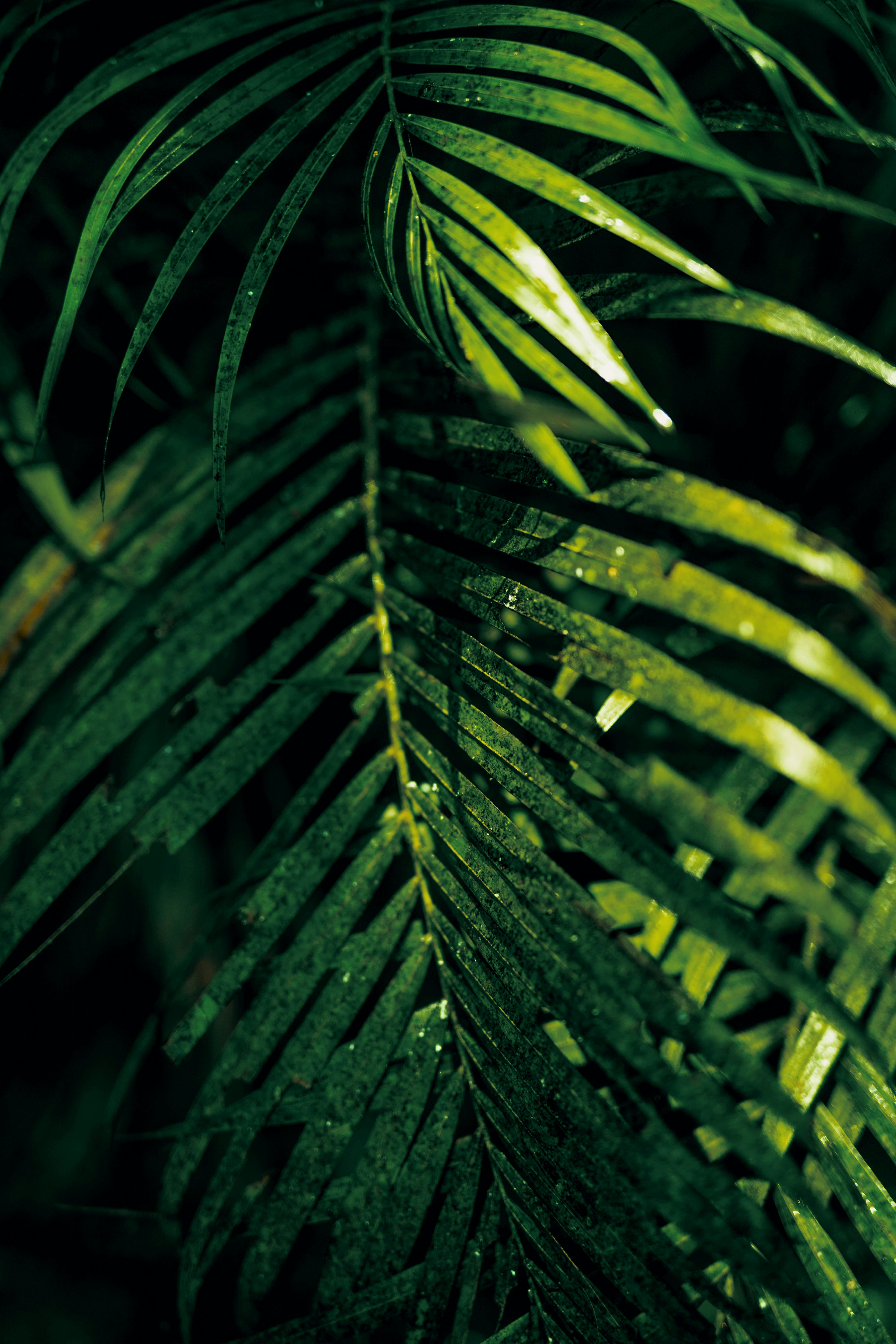 Dewy Palm Fronds Close Up