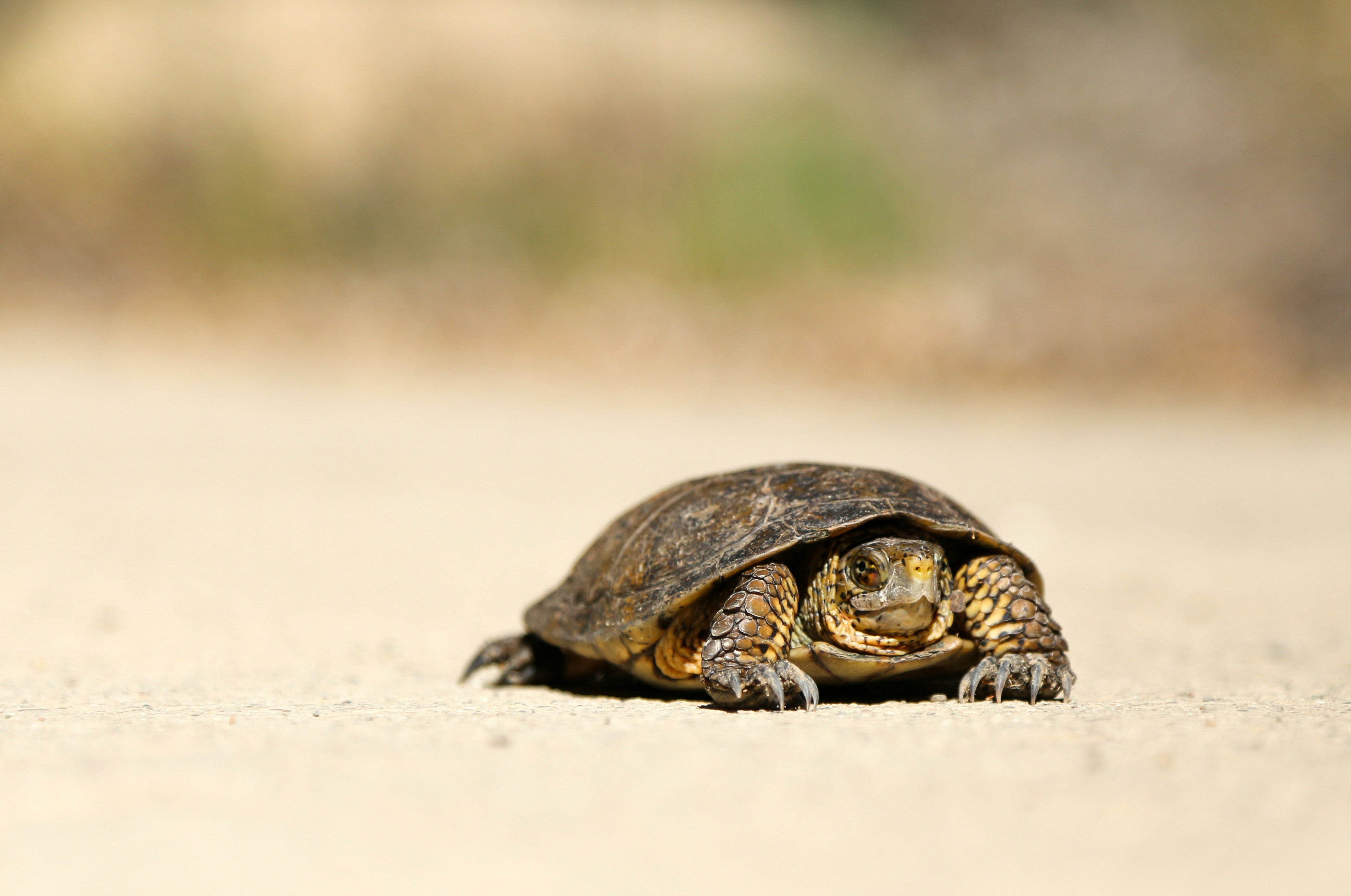 Small Turtle Walking On Sandy Path