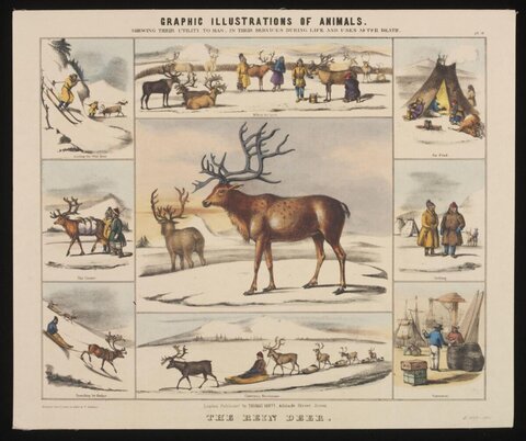 Vintage Illustration of Reindeer