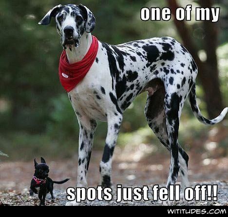 Image 39860 — Pets