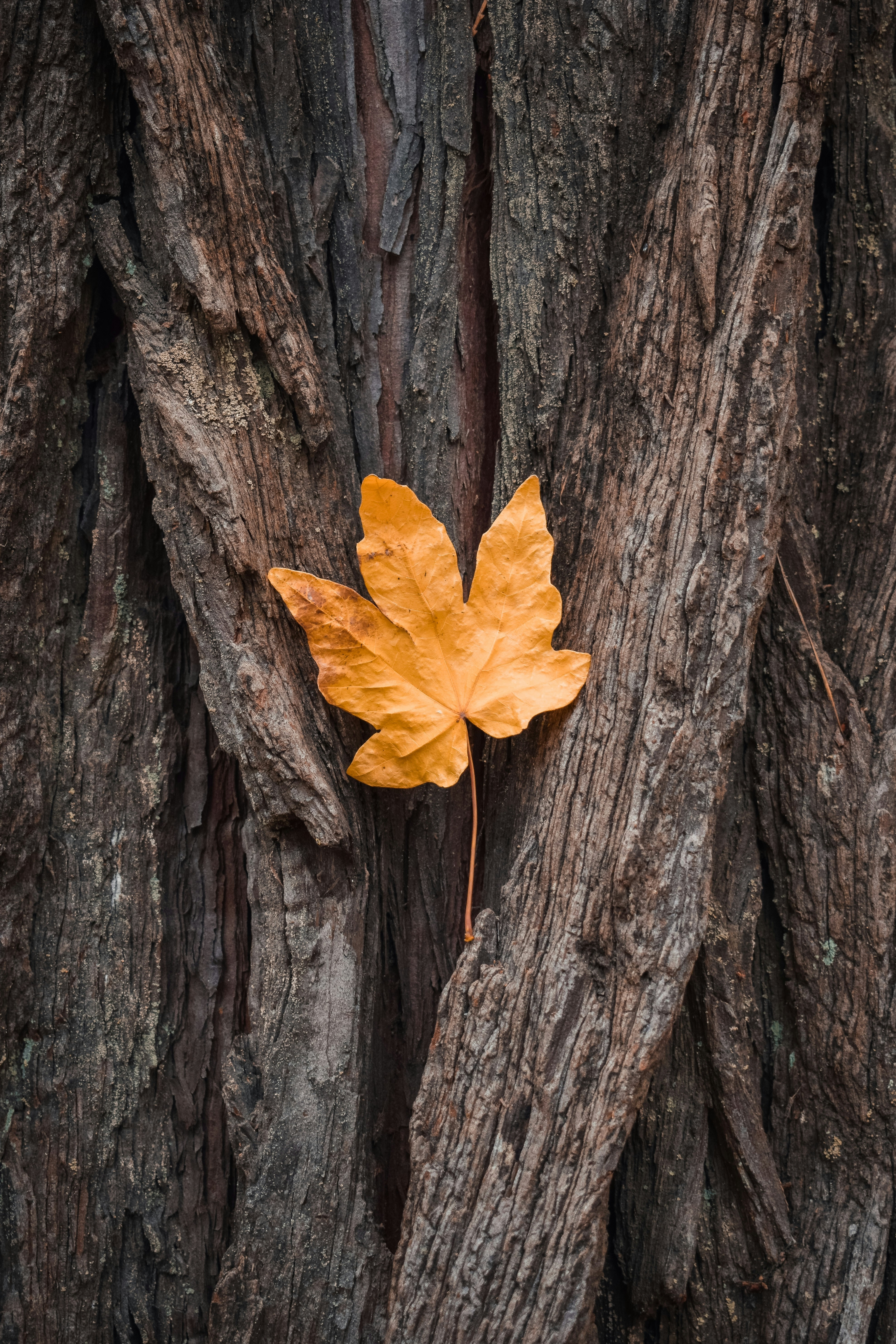 Yellow Maple Leaf on Tree Bark