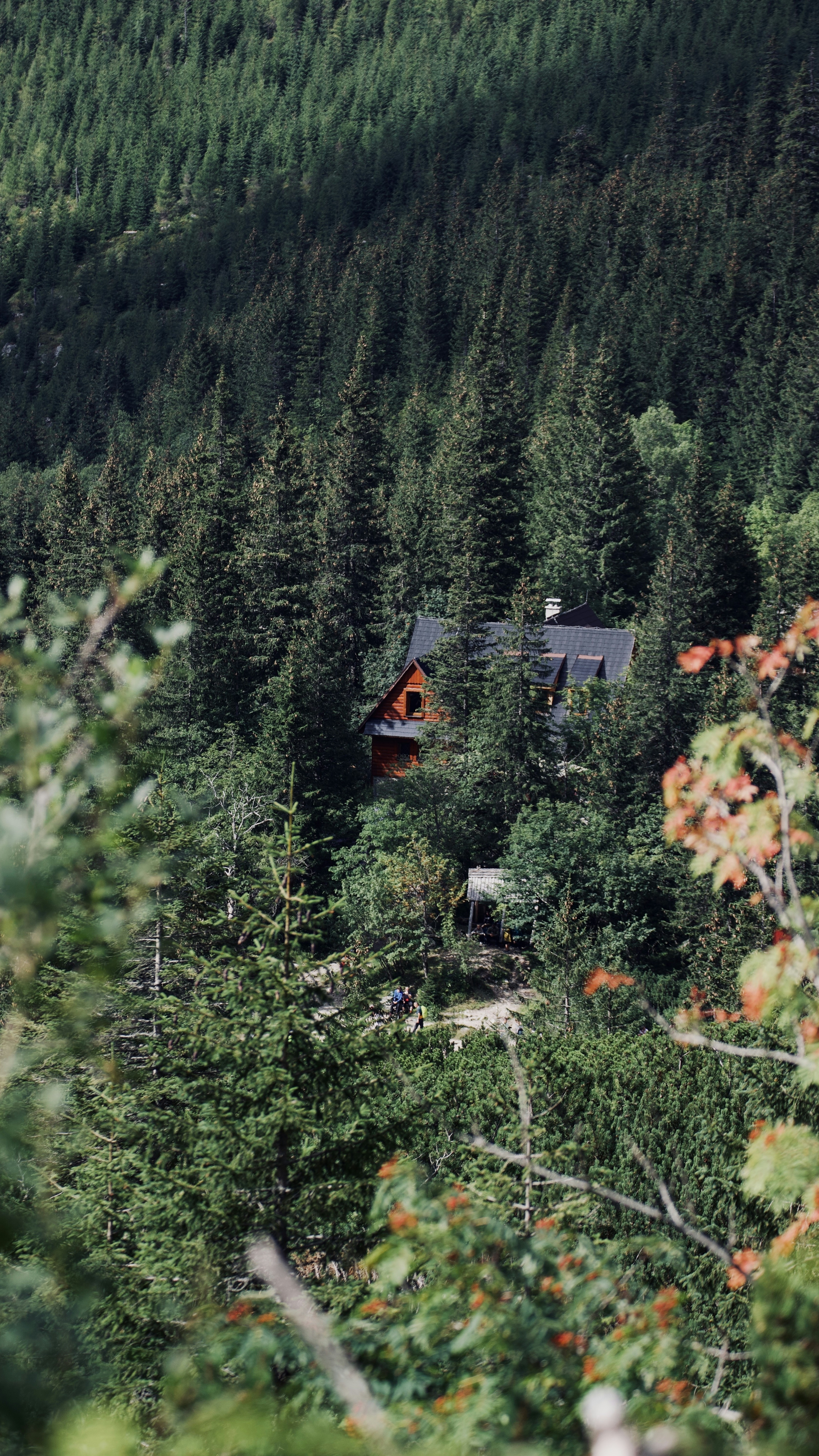 Wooden Cabin in Dense Mountain Forest
