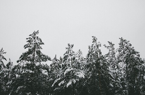 Snow-covered Pine Treetops in Winter