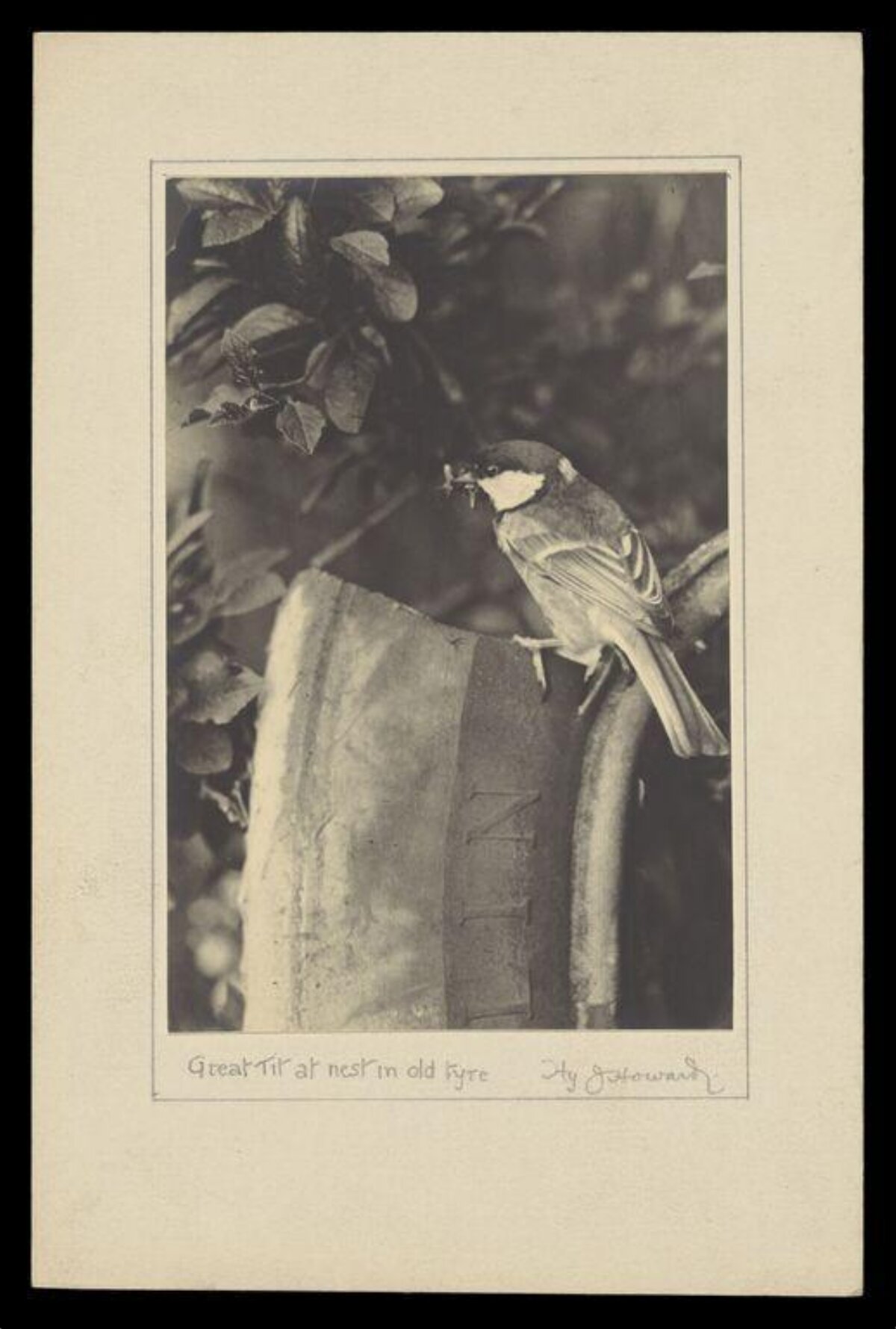 Great Tit at Nest in Old Tyre — Animal Encyclopedia