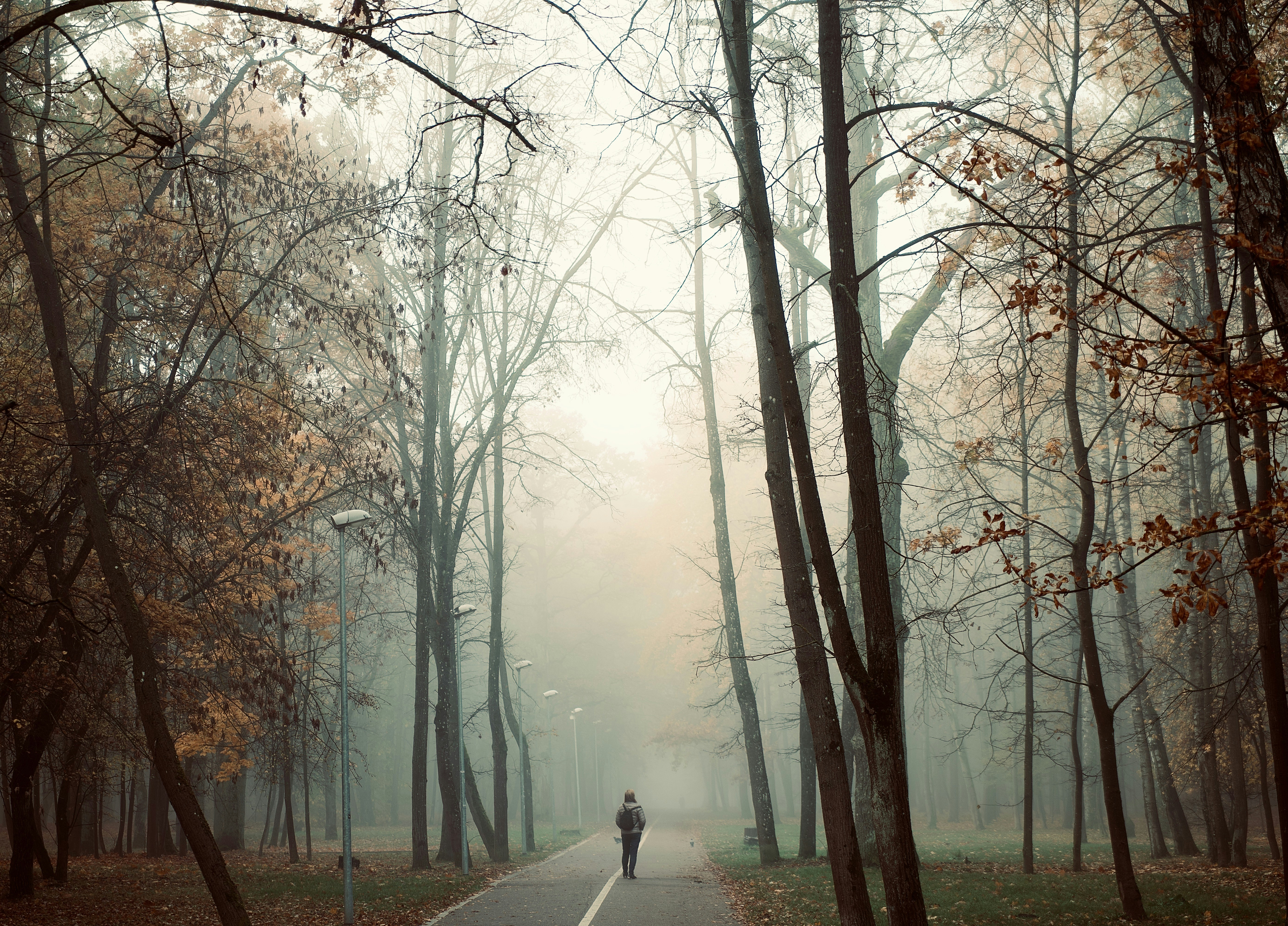 Lone Walker on Foggy Autumn Path