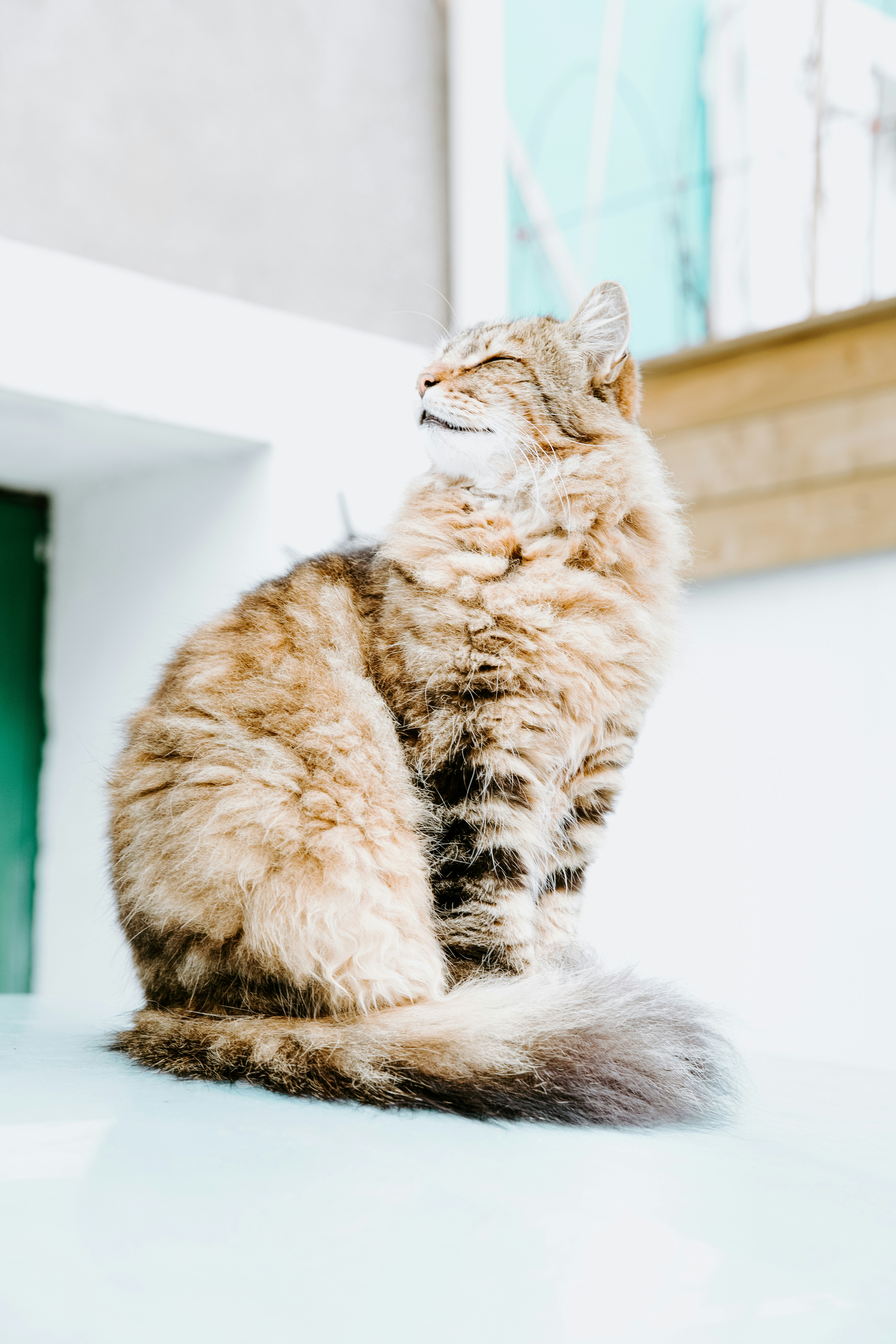 Fluffy Tabby Cat Enjoying Sunlight