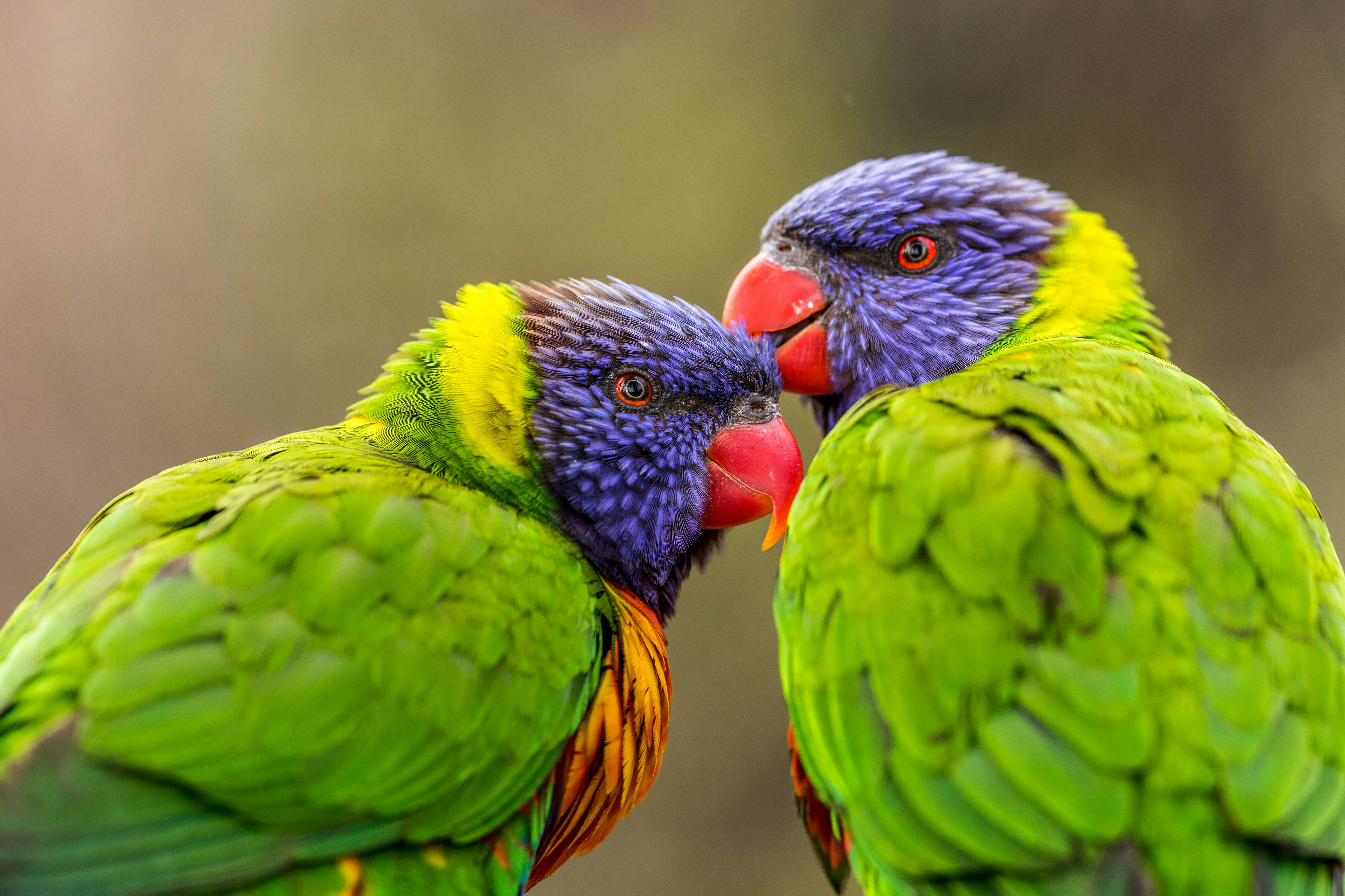 Two Rainbow Lorikeets Interacting