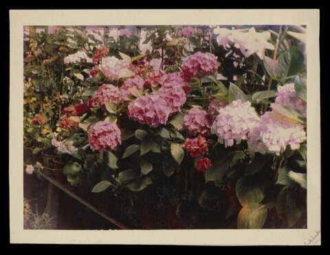Blooming Pink Hydrangeas