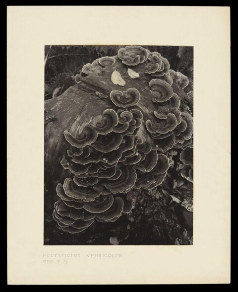 Polystictus Versicolor Fungi on Log