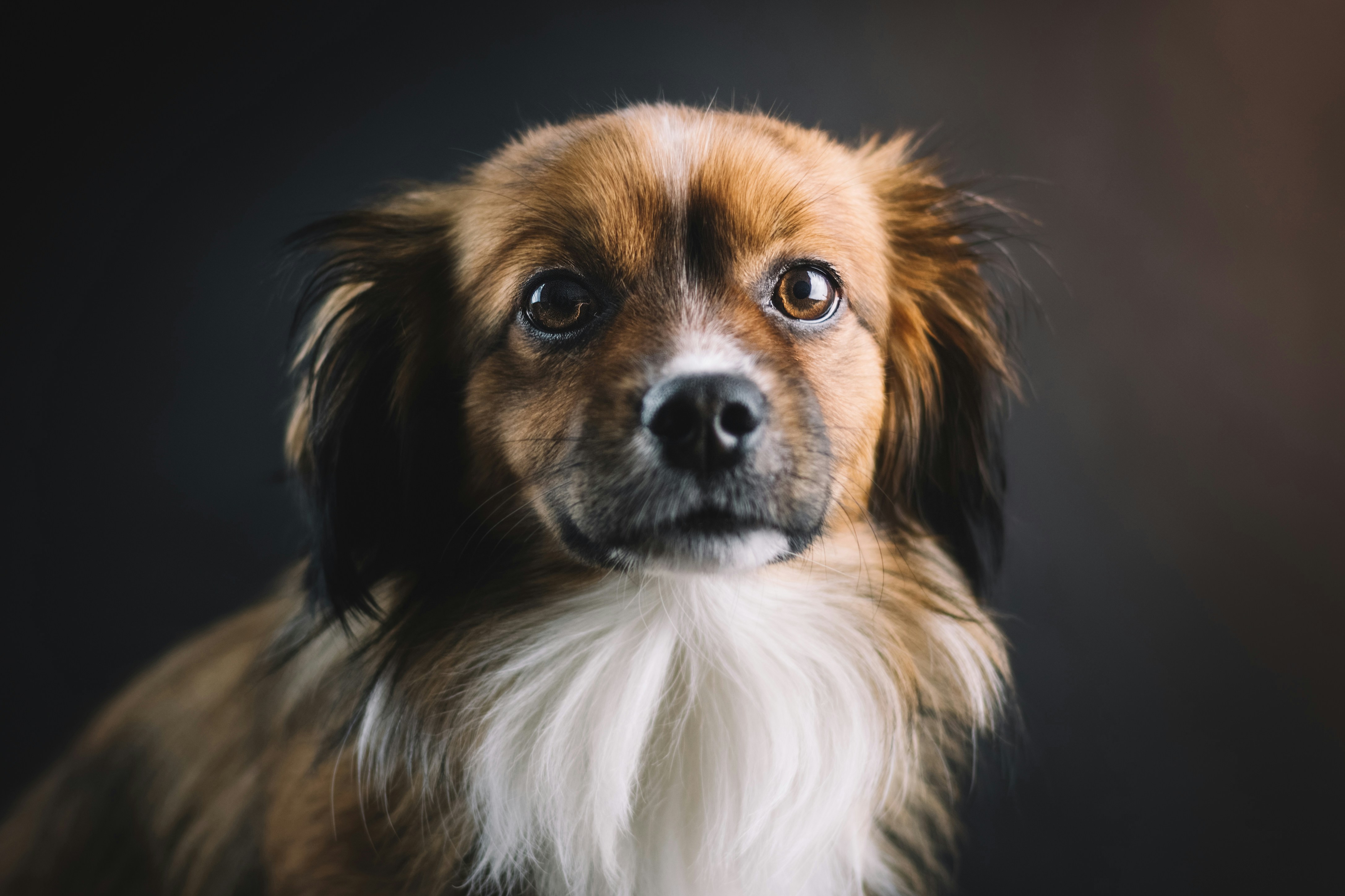 Portrait of a Fluffy Brown and White Dog