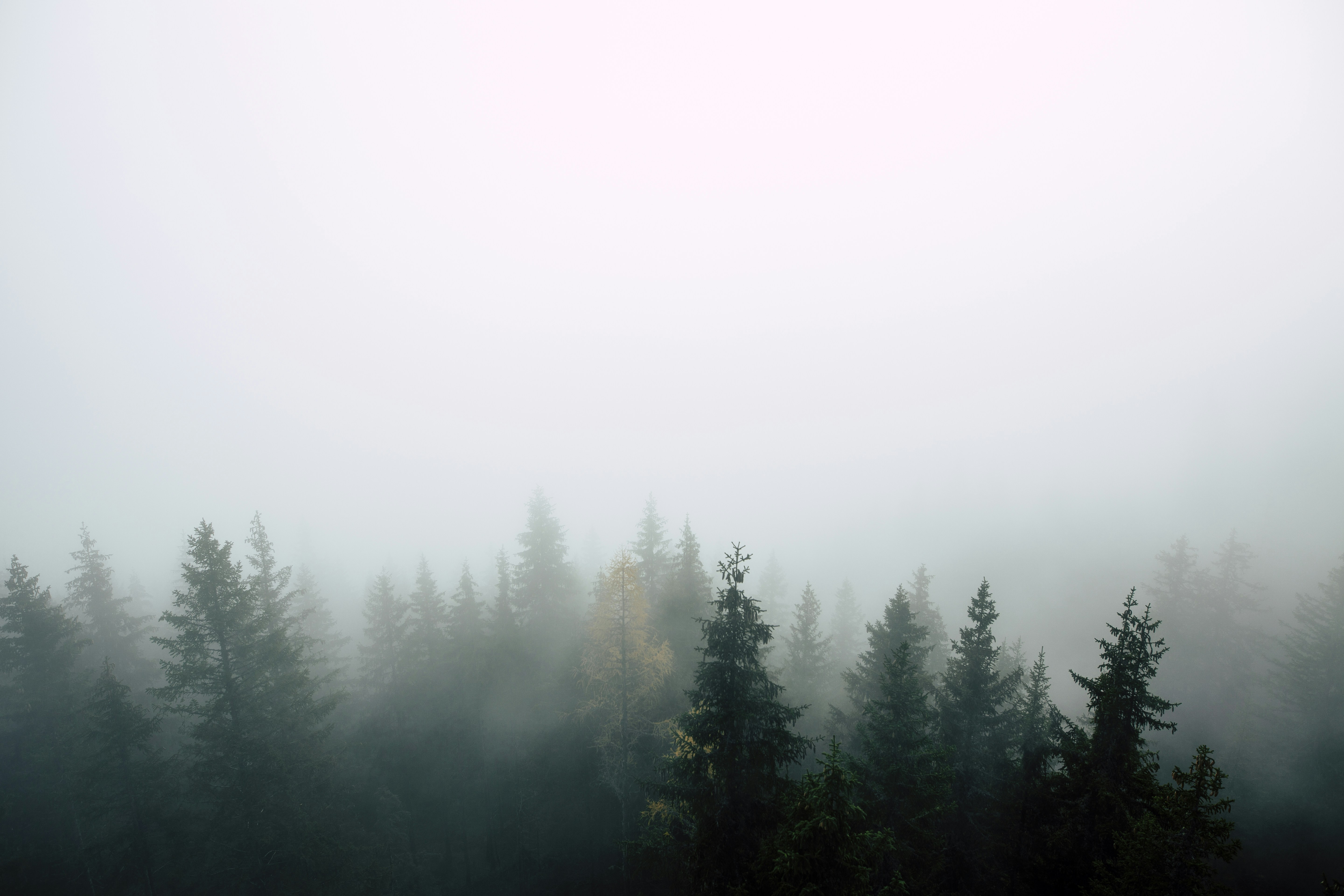 Foggy Coniferous Forest