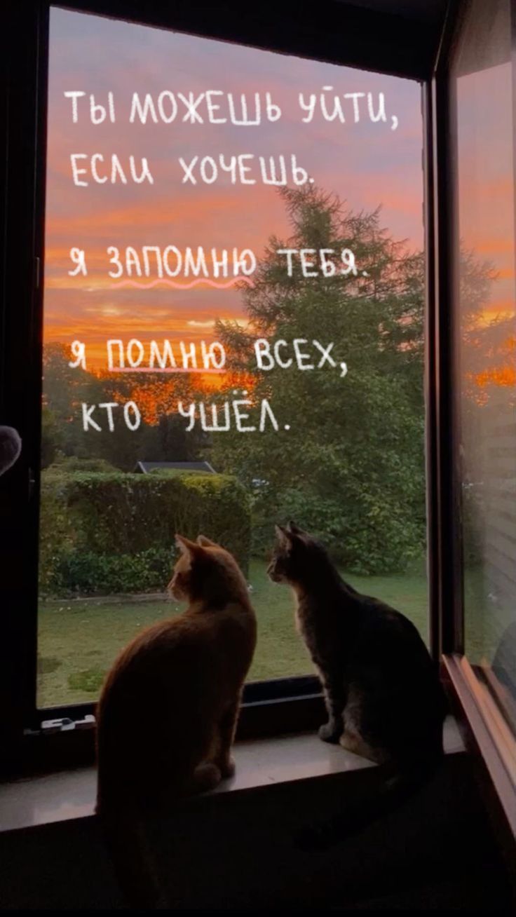Two Cats Watching Sunset by Window