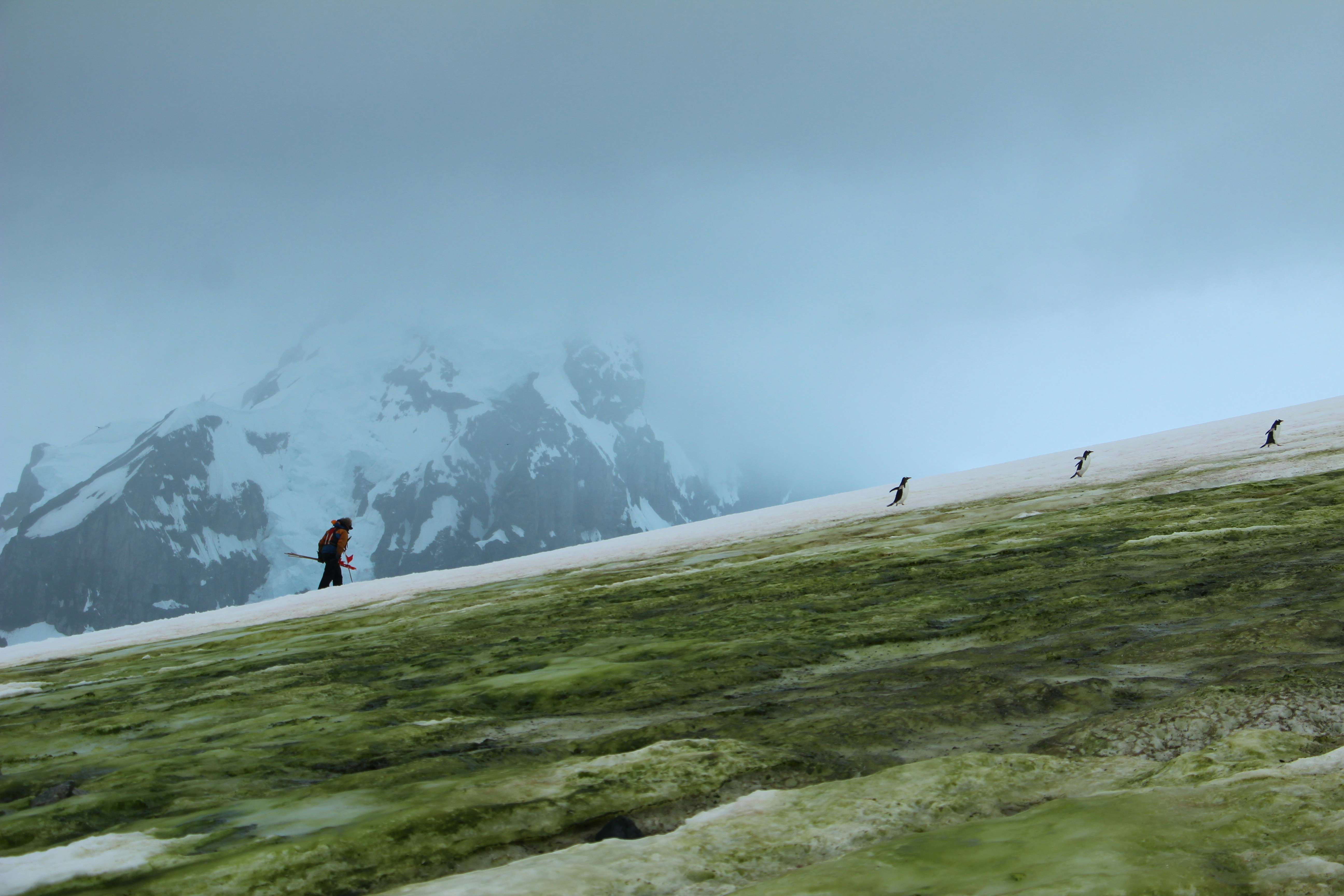 Antarctic slope with researcher and penguins