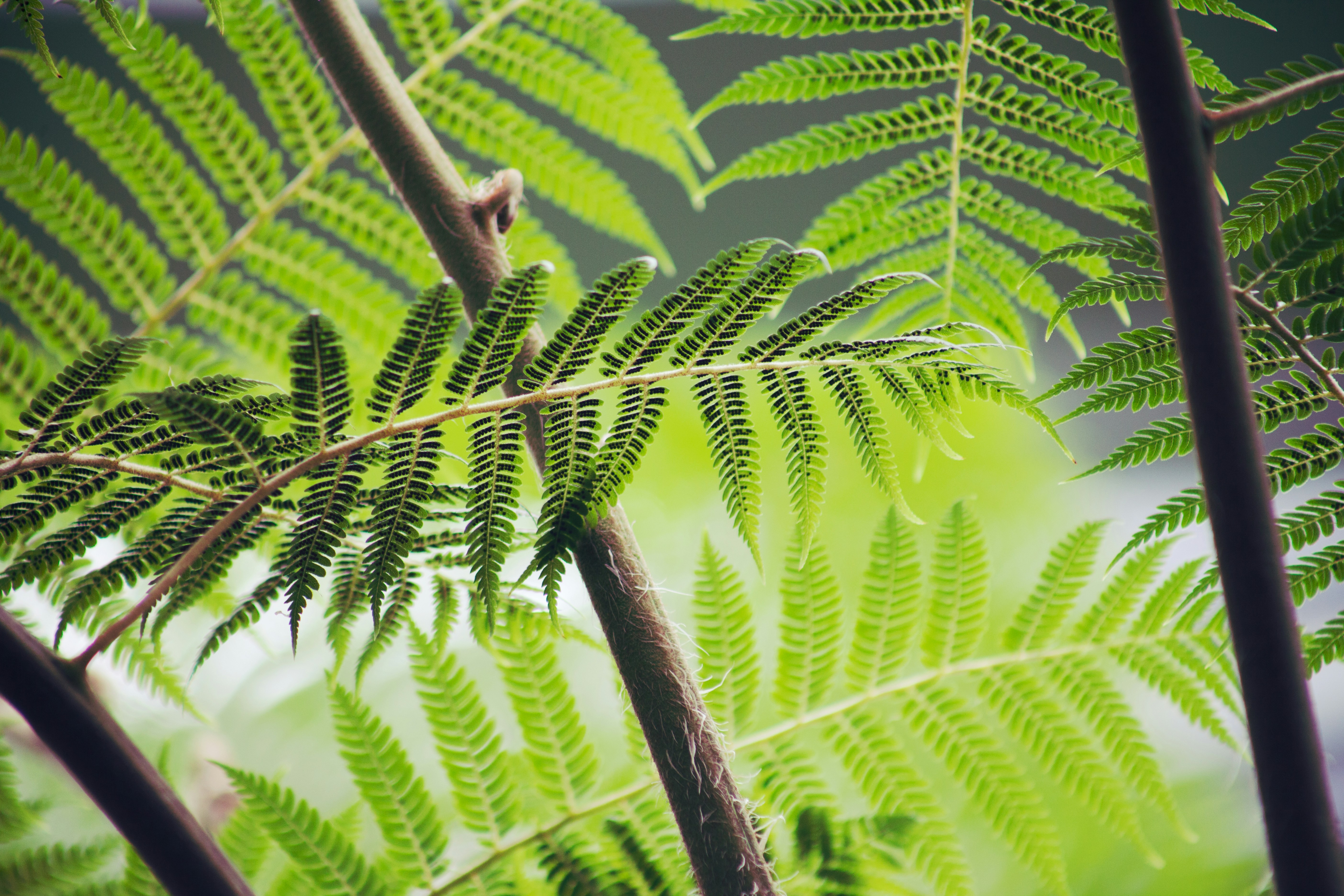 Close-up of Green Fern Fronds