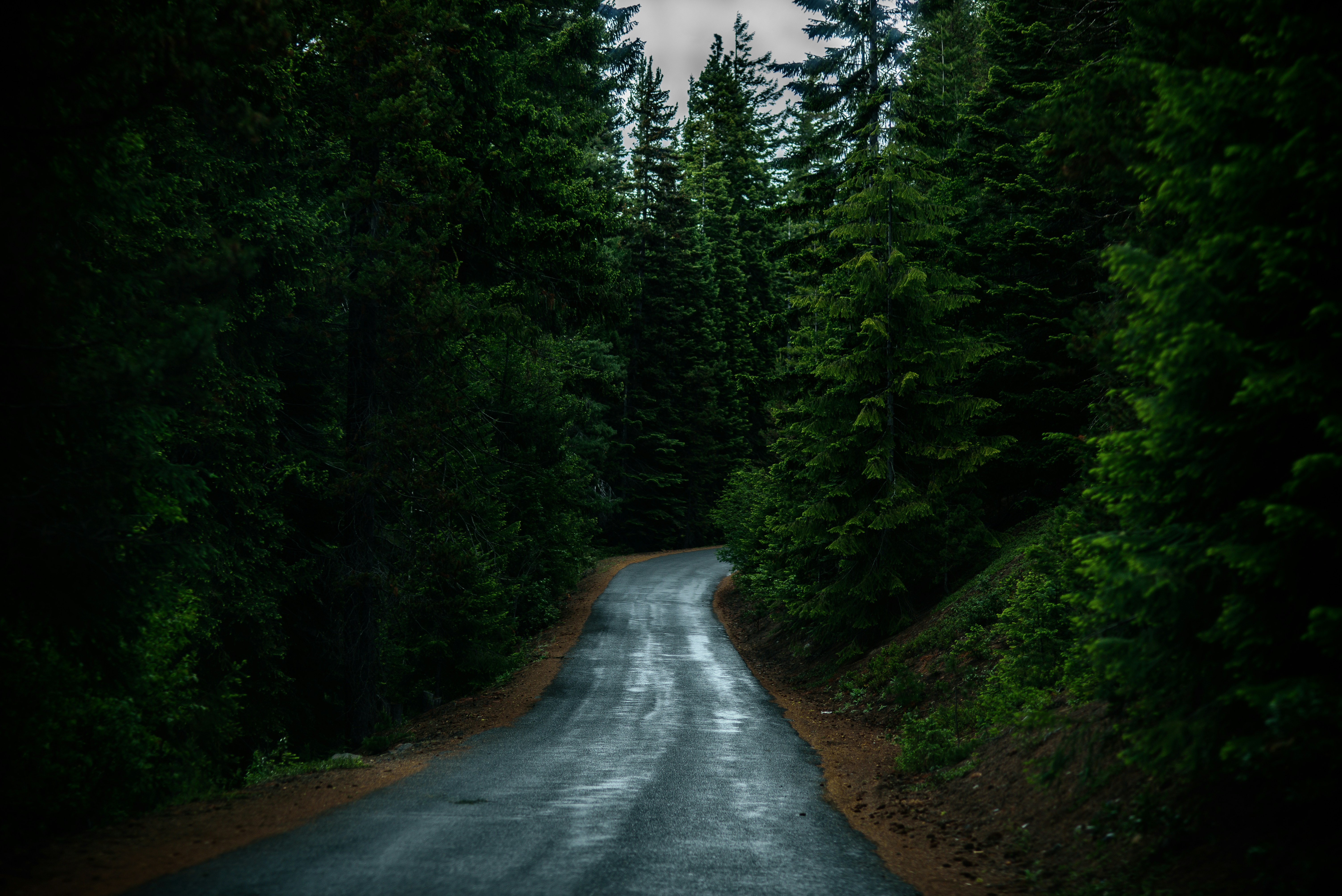 Wet Road Through Dense Forest