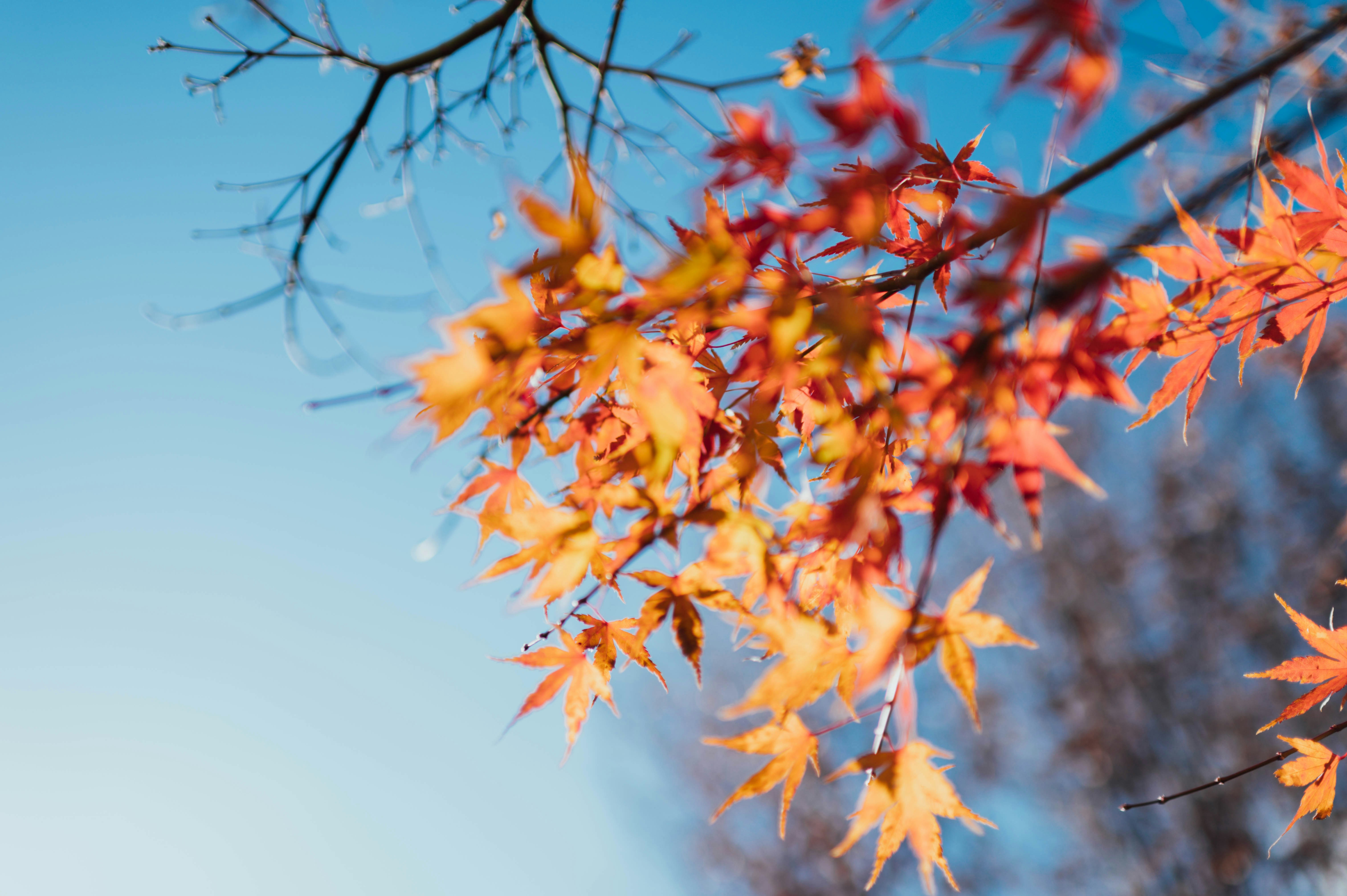 Autumn Maple Leaves Under Clear Sky