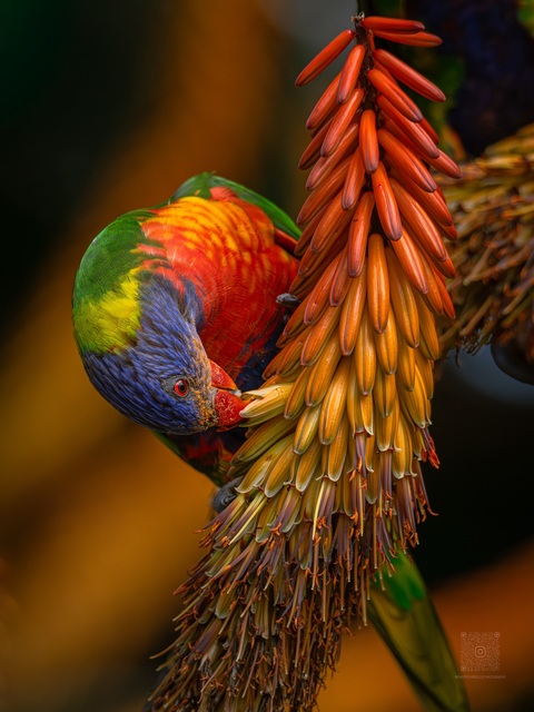 Rainbow Lorikeet Feeding on Aloe Flower