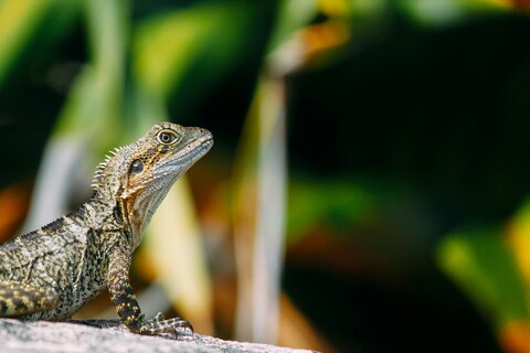 Lizard Perched on Rock