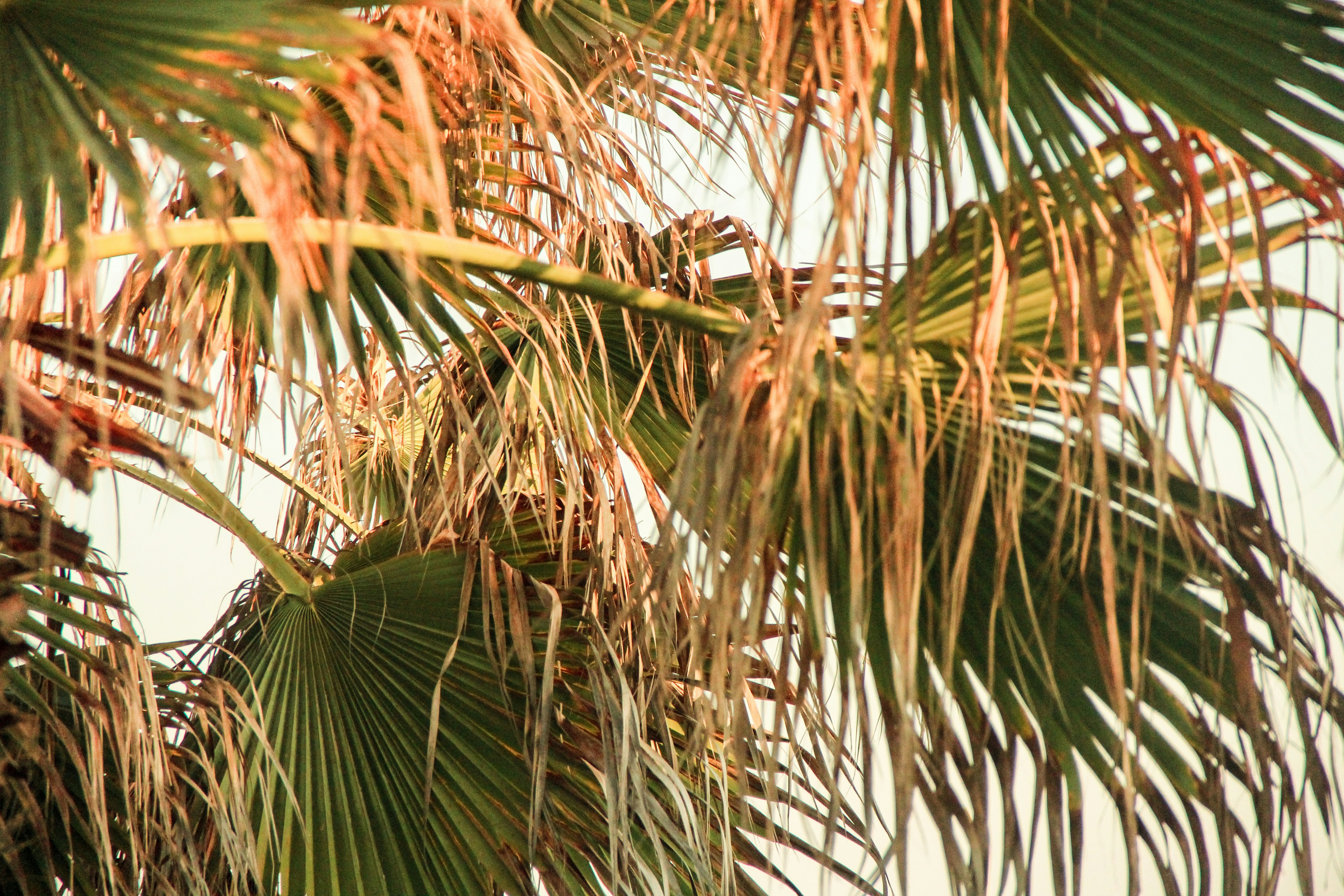 Mixed Green and Dried Palm Fronds