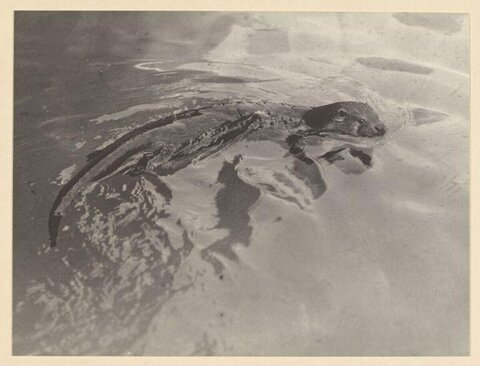 Otter Swimming in Water