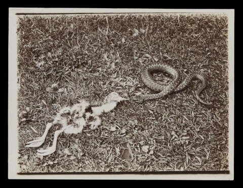 Dead Duckling and Coiled Snake on Grass