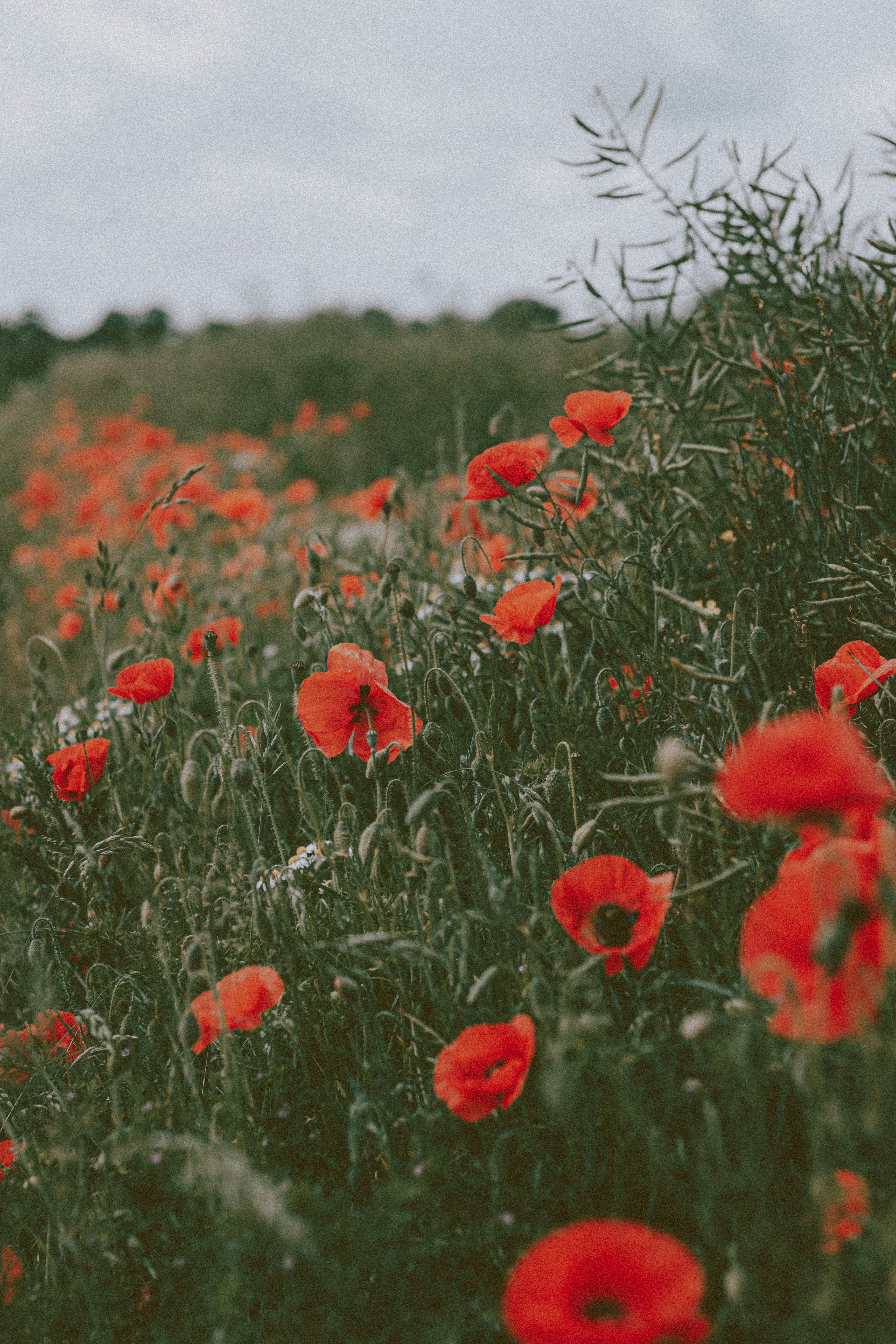 Poppy Field Under Overcast Sky — Scenery Wallpapers