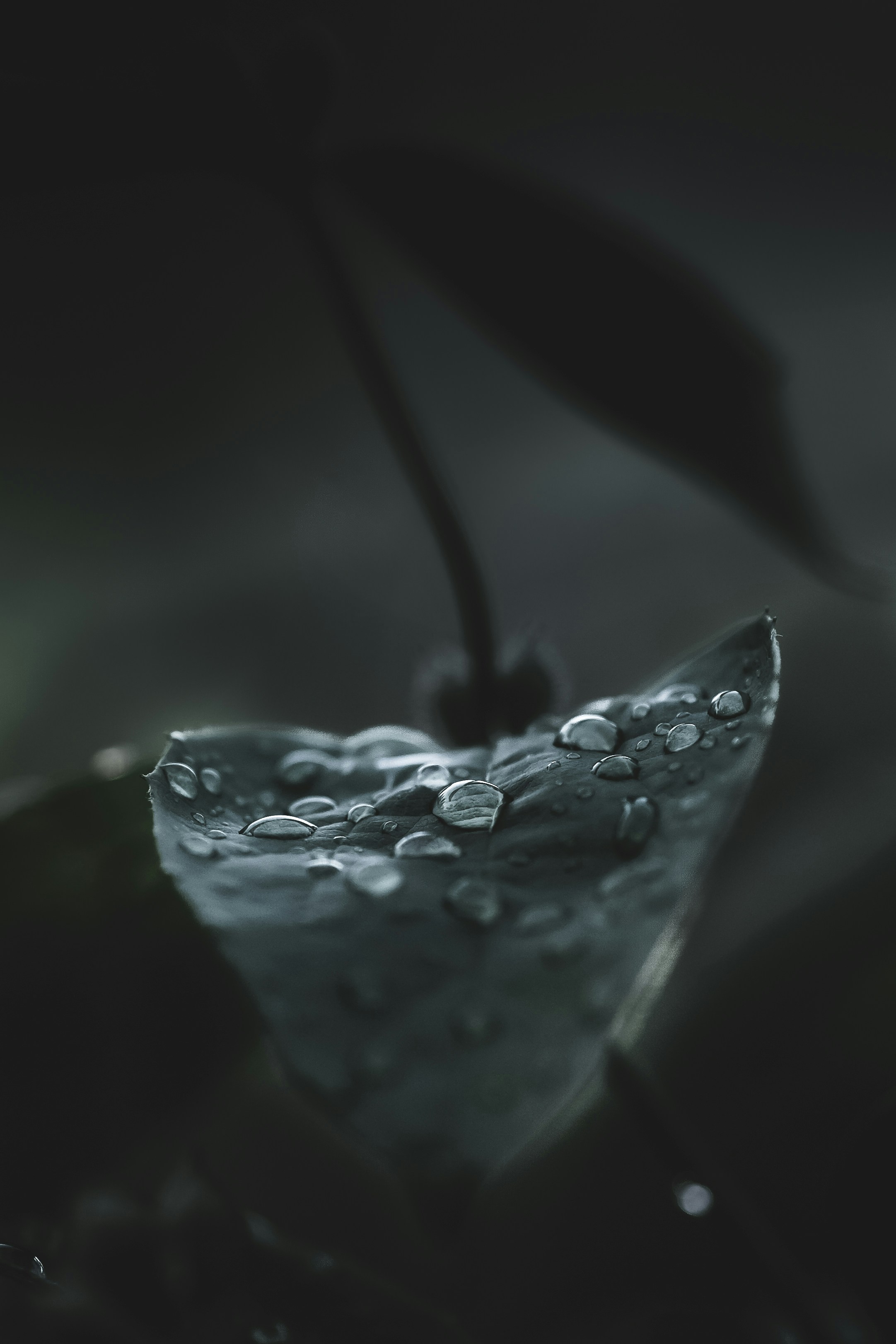 Leaf With Dew Drops After Rain