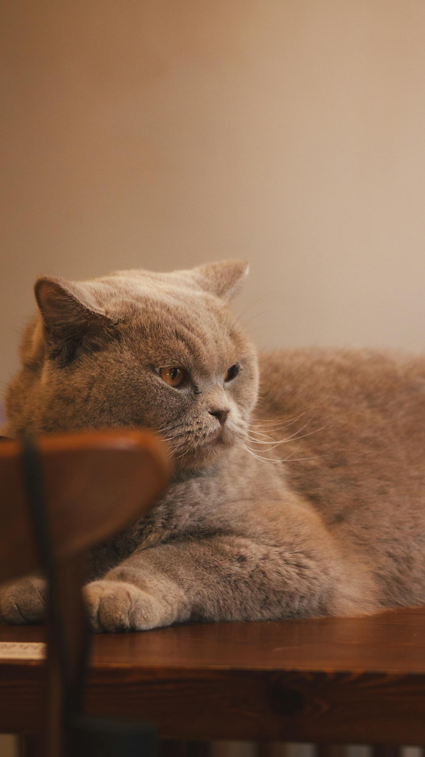 Plump Gray British Shorthair Cat