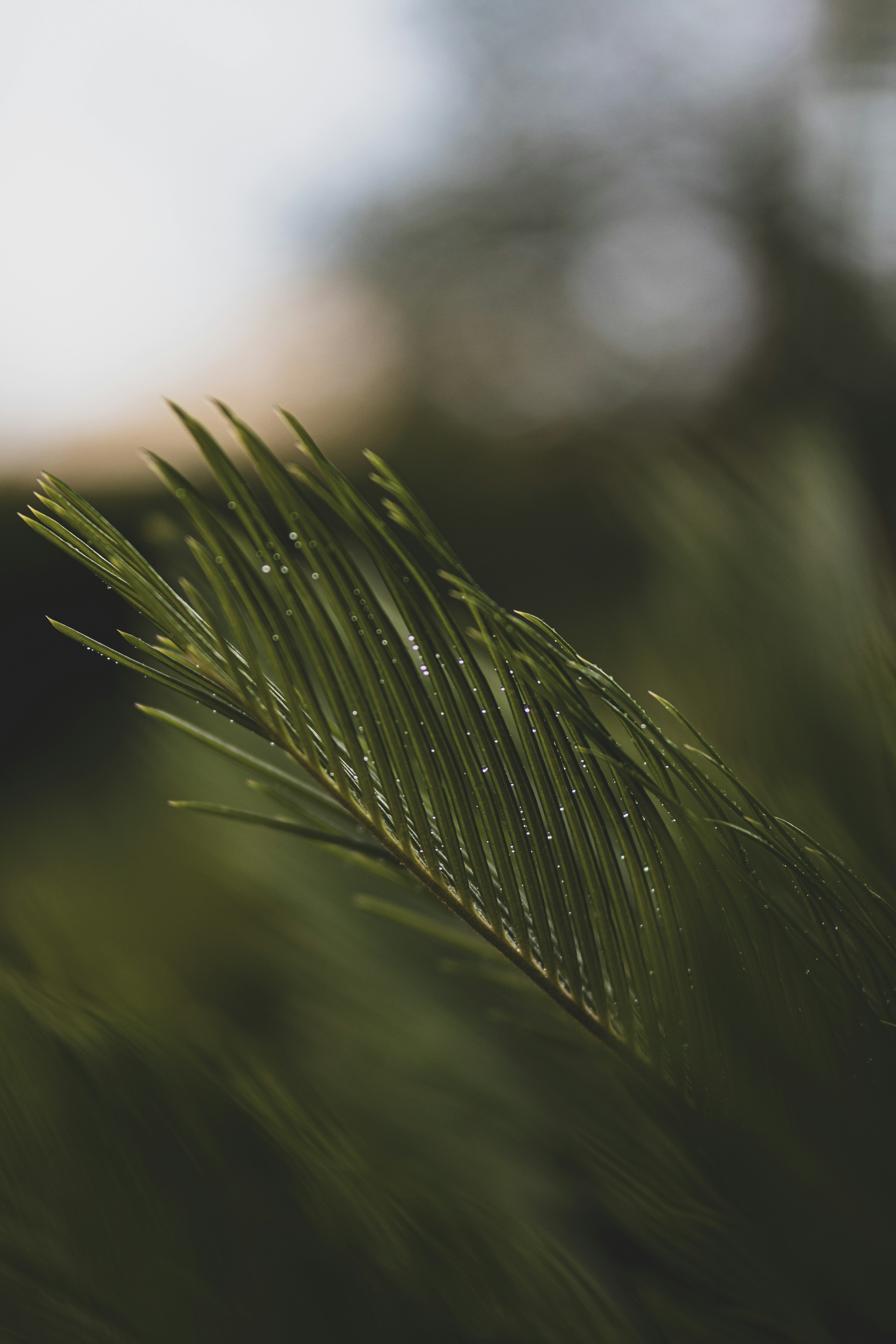 Pine Needle Branch With Dew Drops
