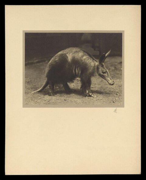 Vintage Photo of an Aardvark