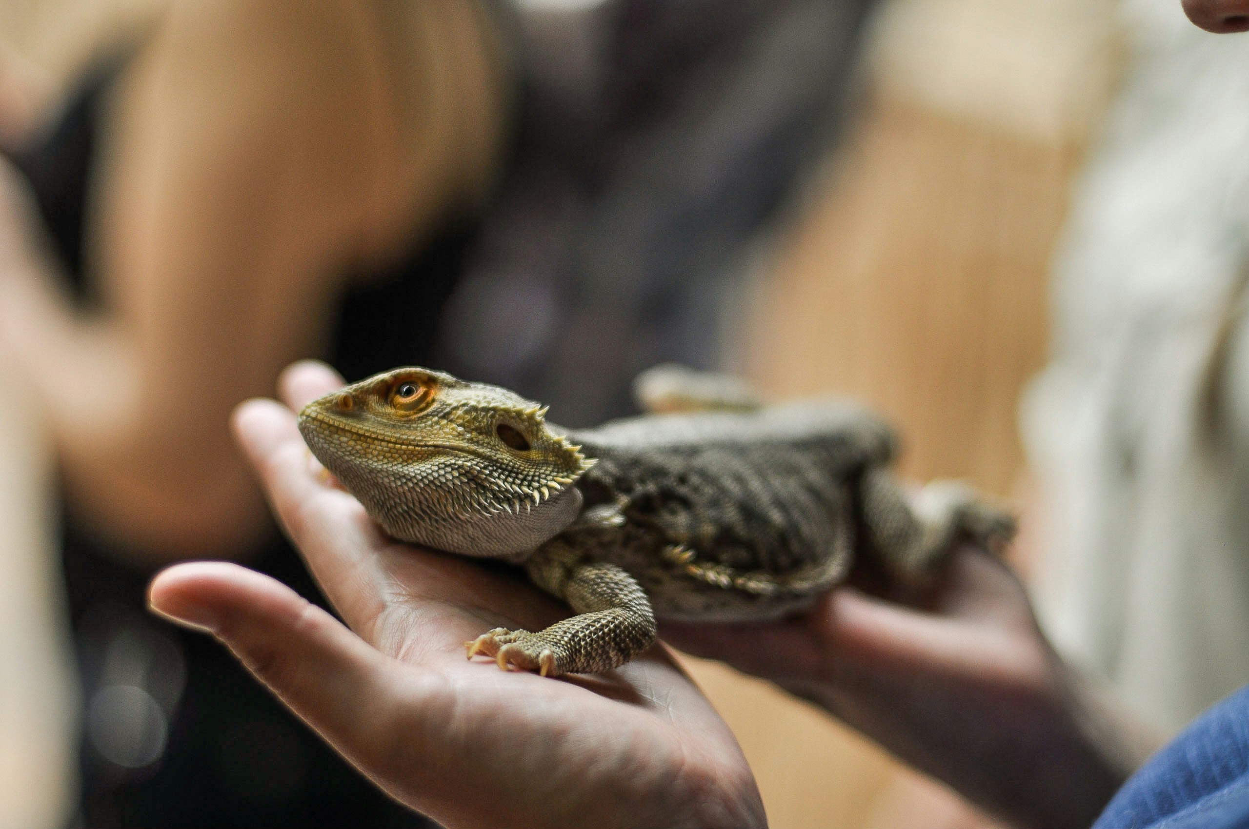 Bearded Dragon Held In Human Hands