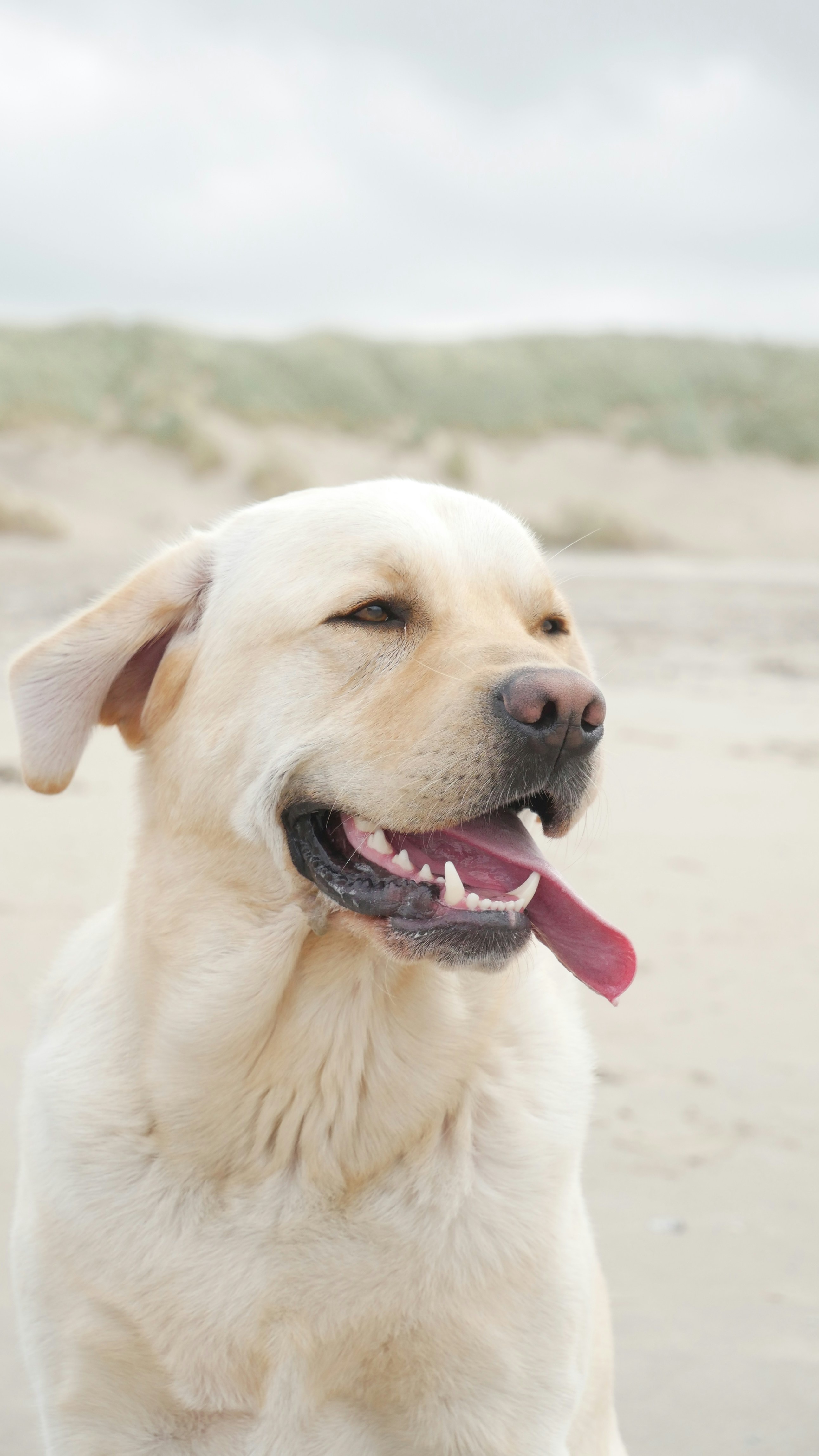 Yellow Labrador on Sandy Beach