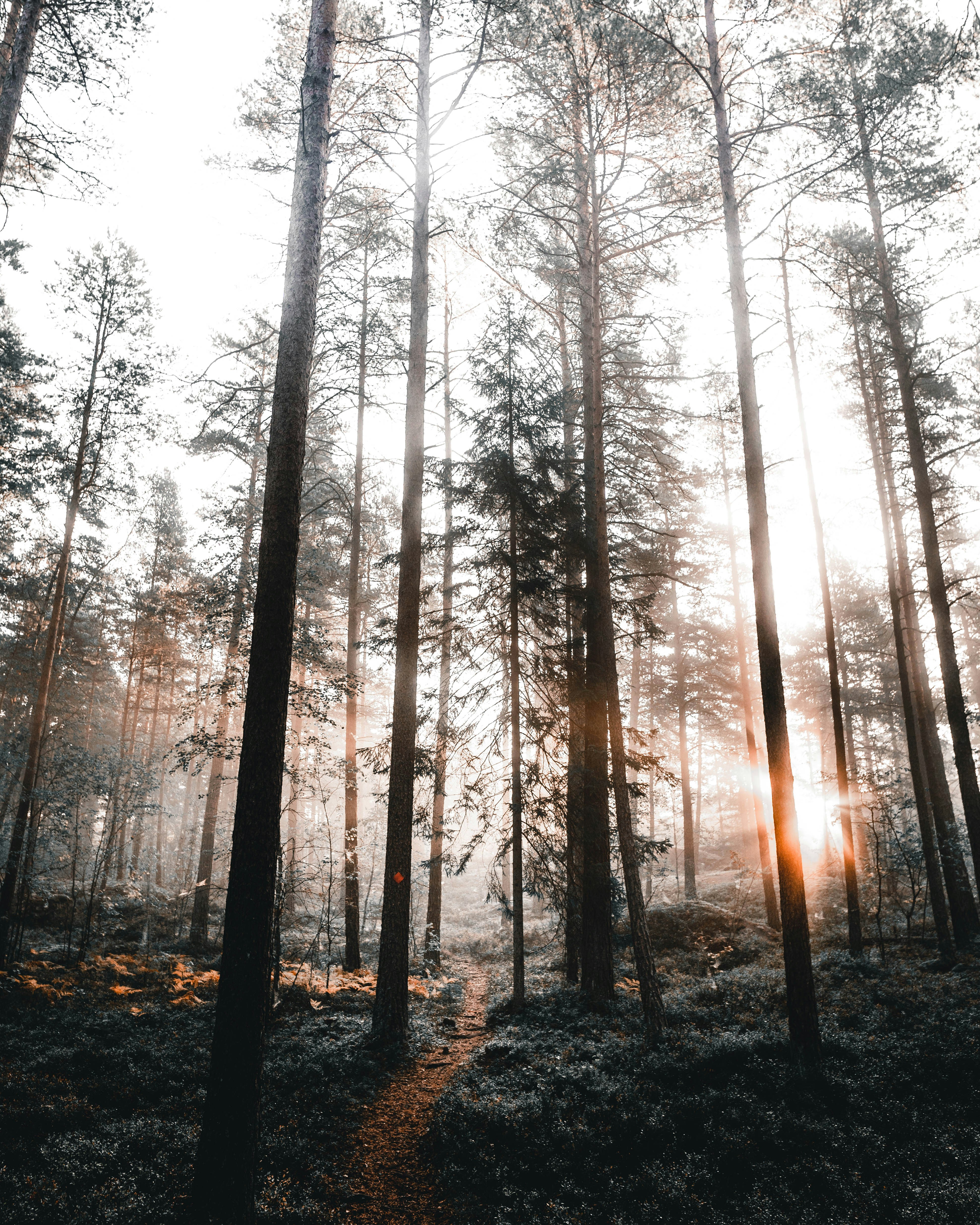 Sunlight Through Pine Forest Trail