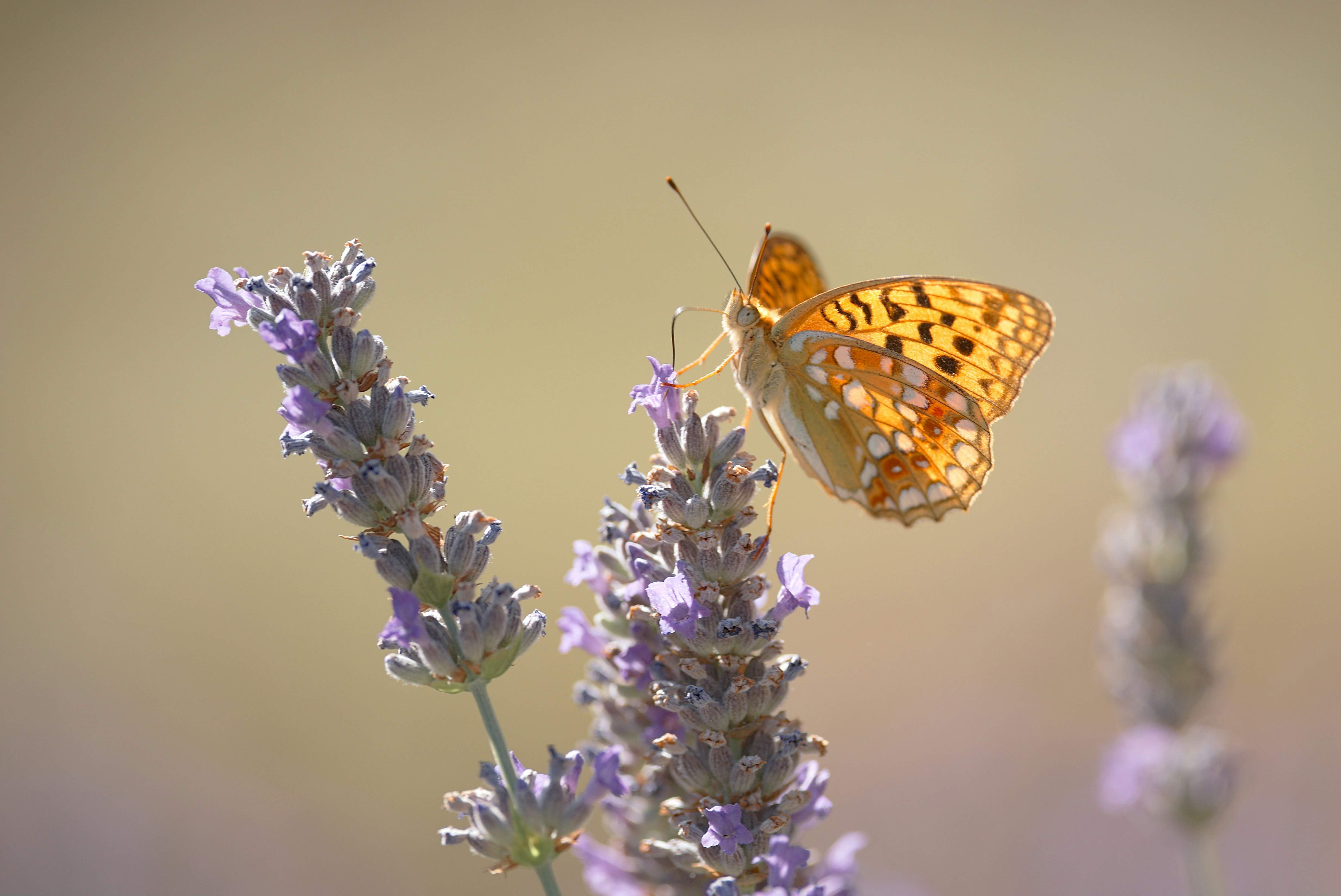 Butterfly Perched on Lavender