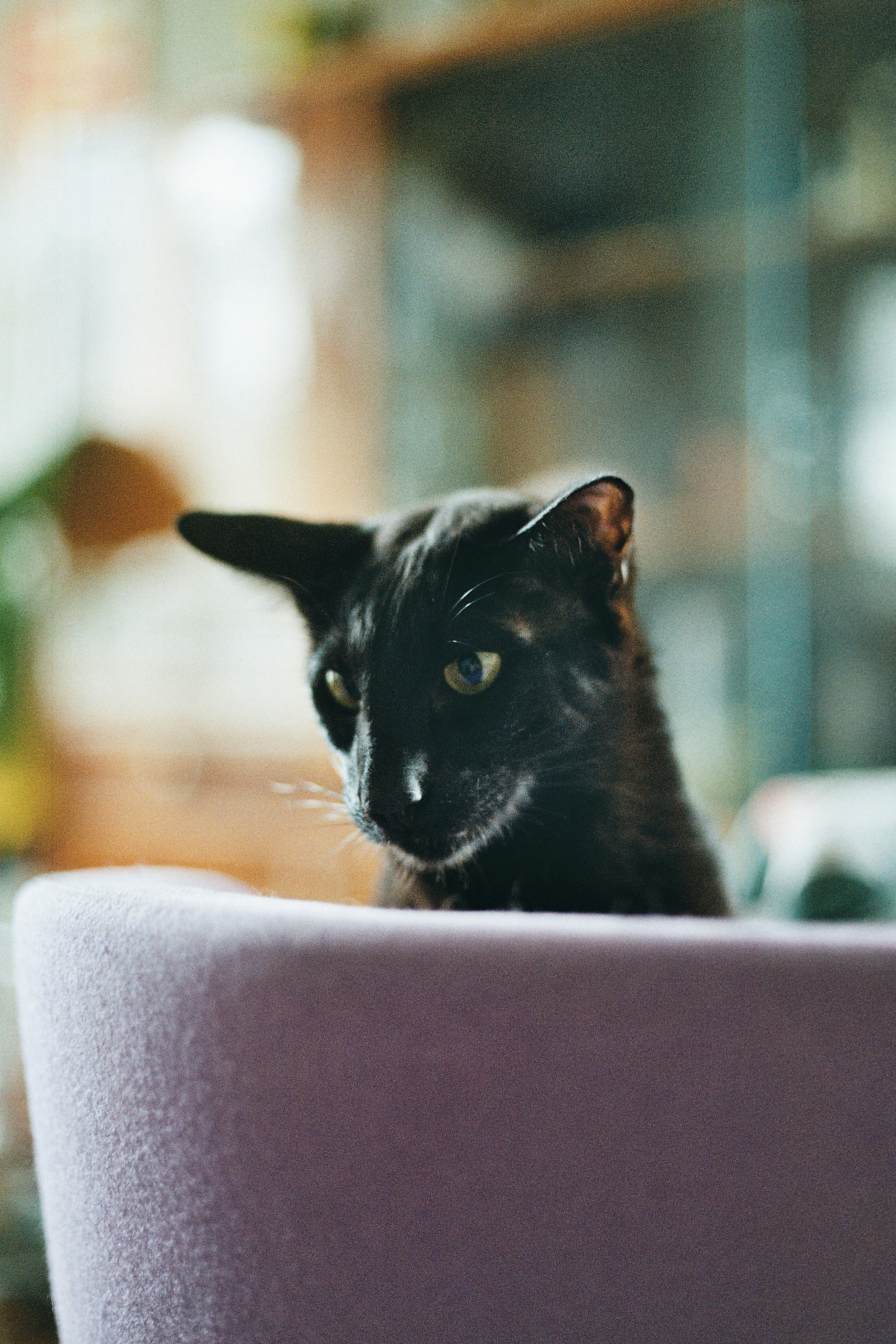 Black Cat Peeking Over Chair Back